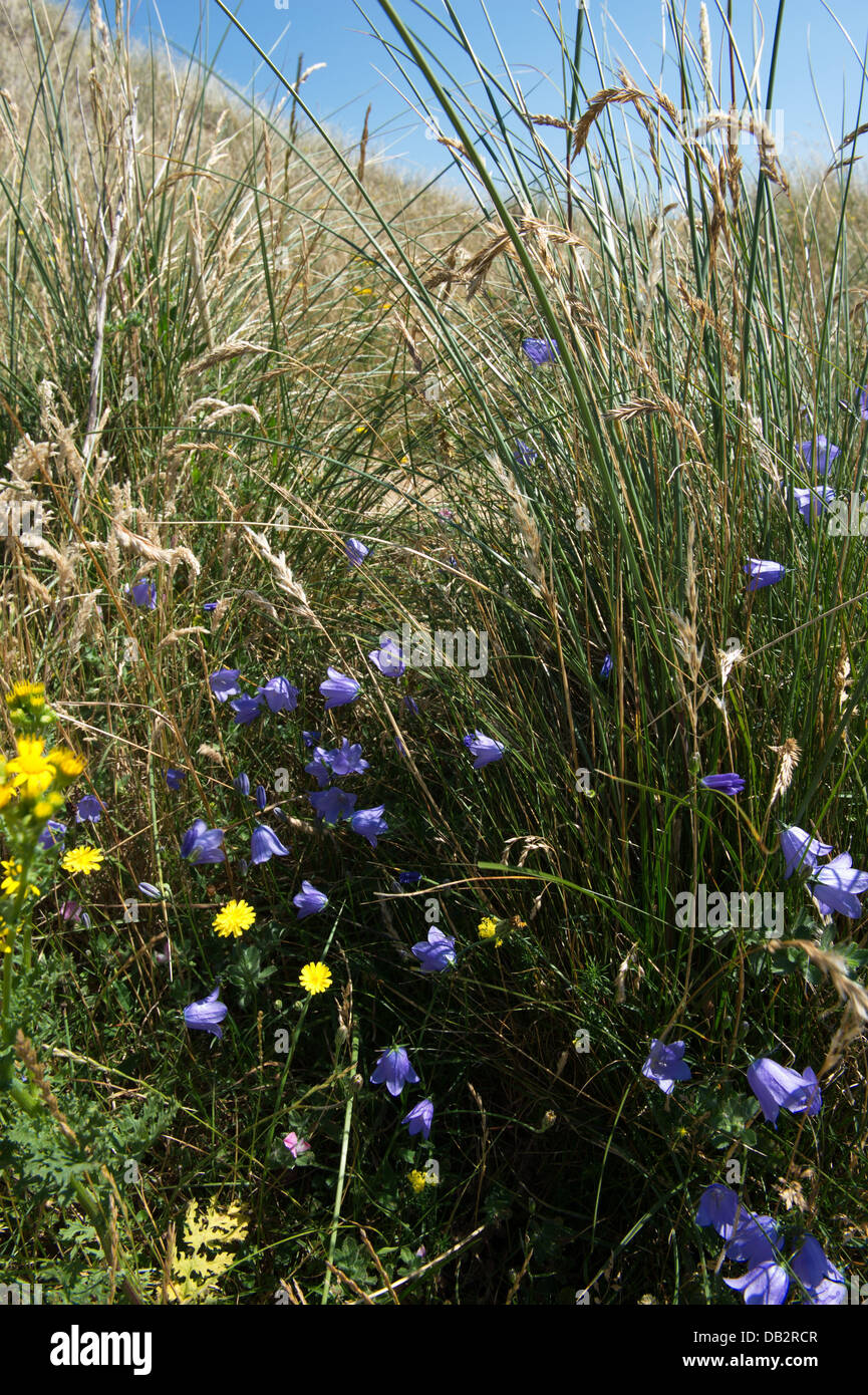 gelb und blau Wildblumen unter Gräser in grau / sekundäre Dünen Stockfoto