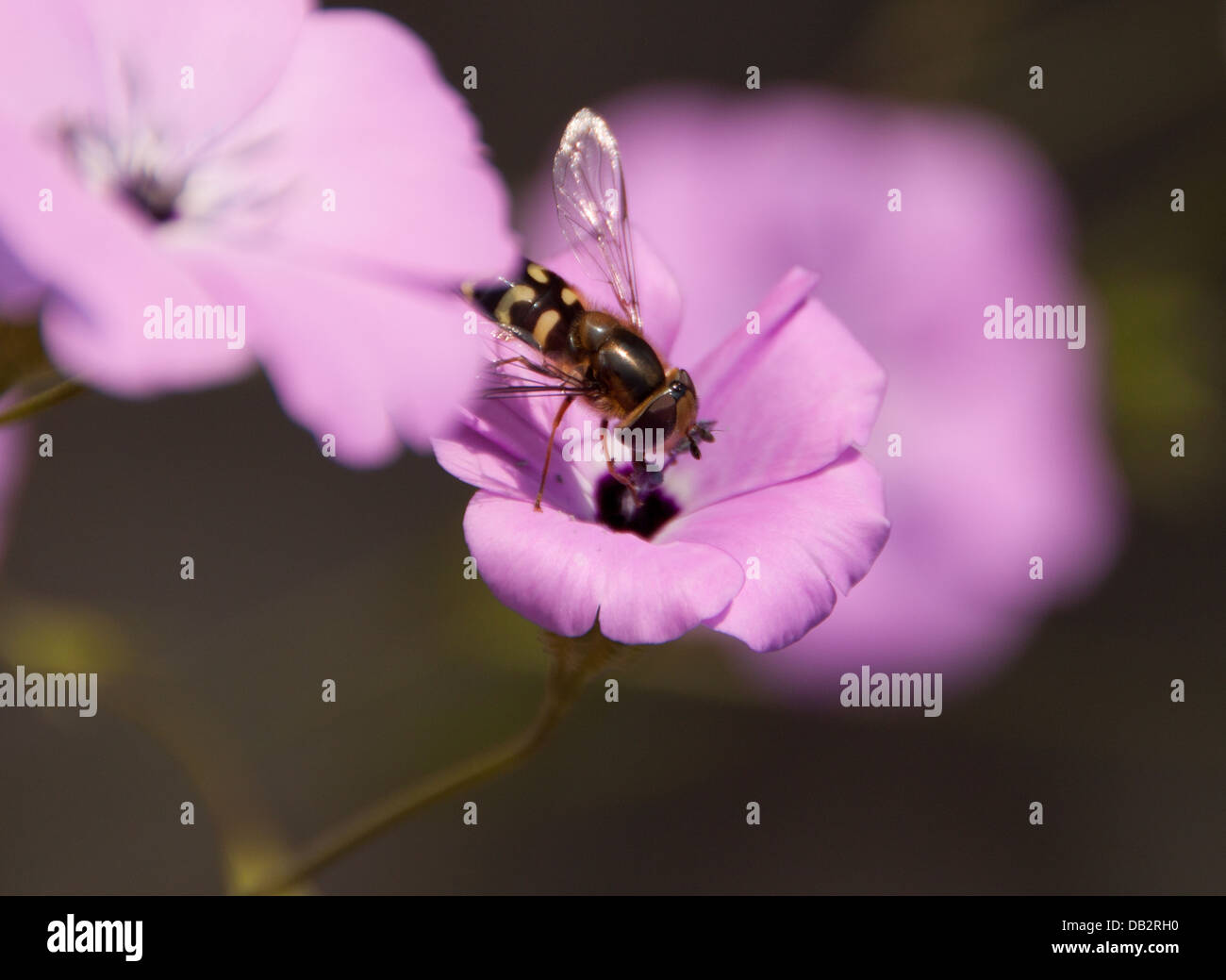 Schwebfliege - Scaeva, Pyrastri, Stockfoto