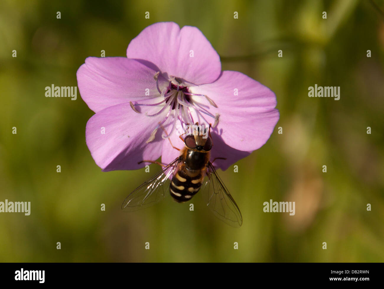 Schwebfliege - Scaeva, Pyrastri, Stockfoto