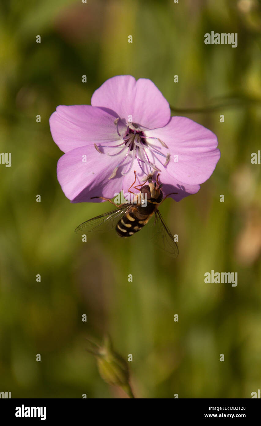 Schwebfliege - Scaeva, Pyrastri, Stockfoto