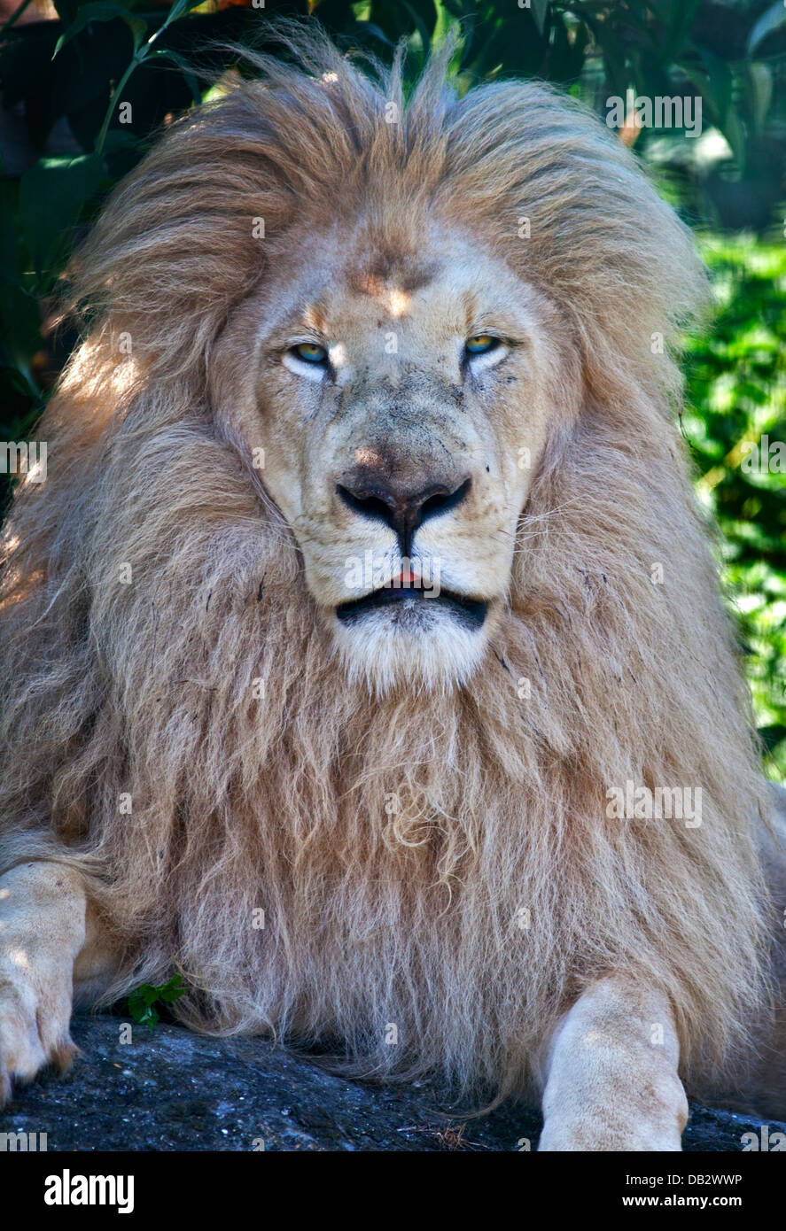 Casper, afrikanische weiße Löwe männlich (Panthera Leo), Isle Of Wight Zoo, Sandown, Isle Of Wight, England Stockfoto