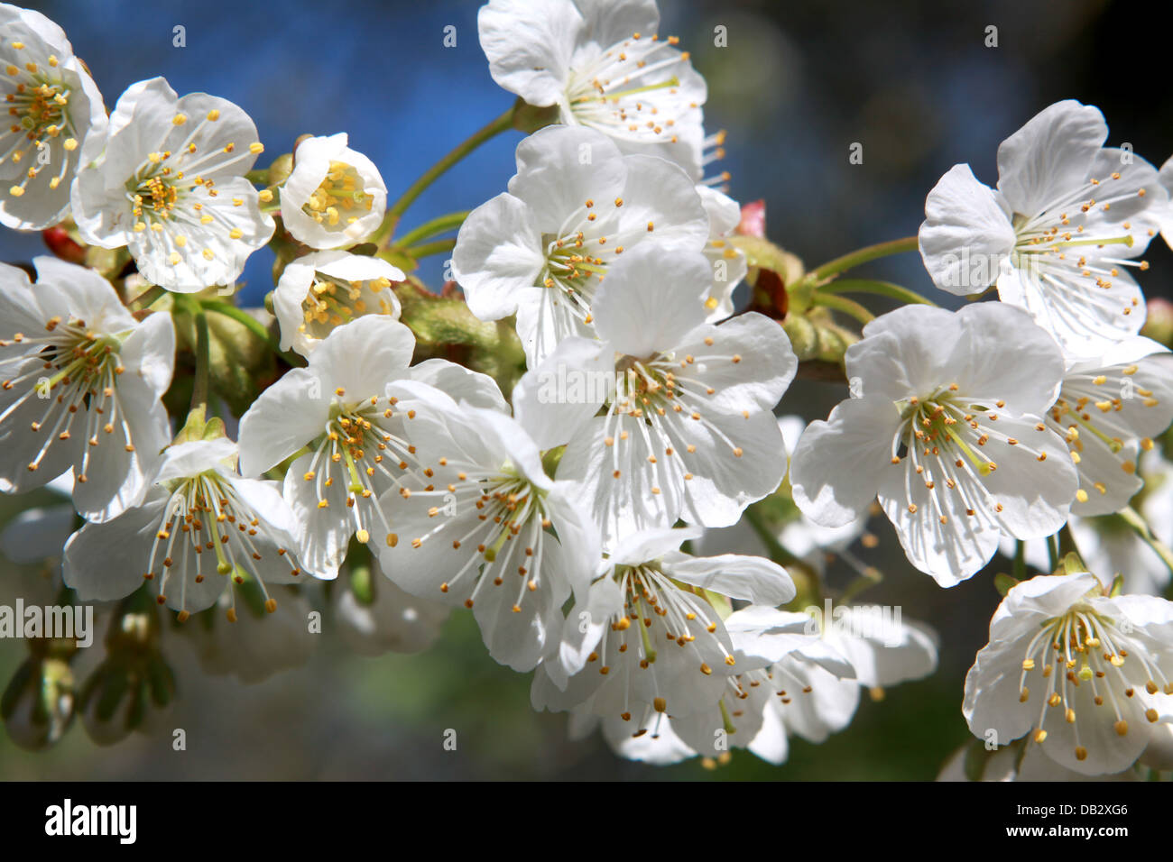 Frühlingsblumen-Zeit in weiß Stockfoto