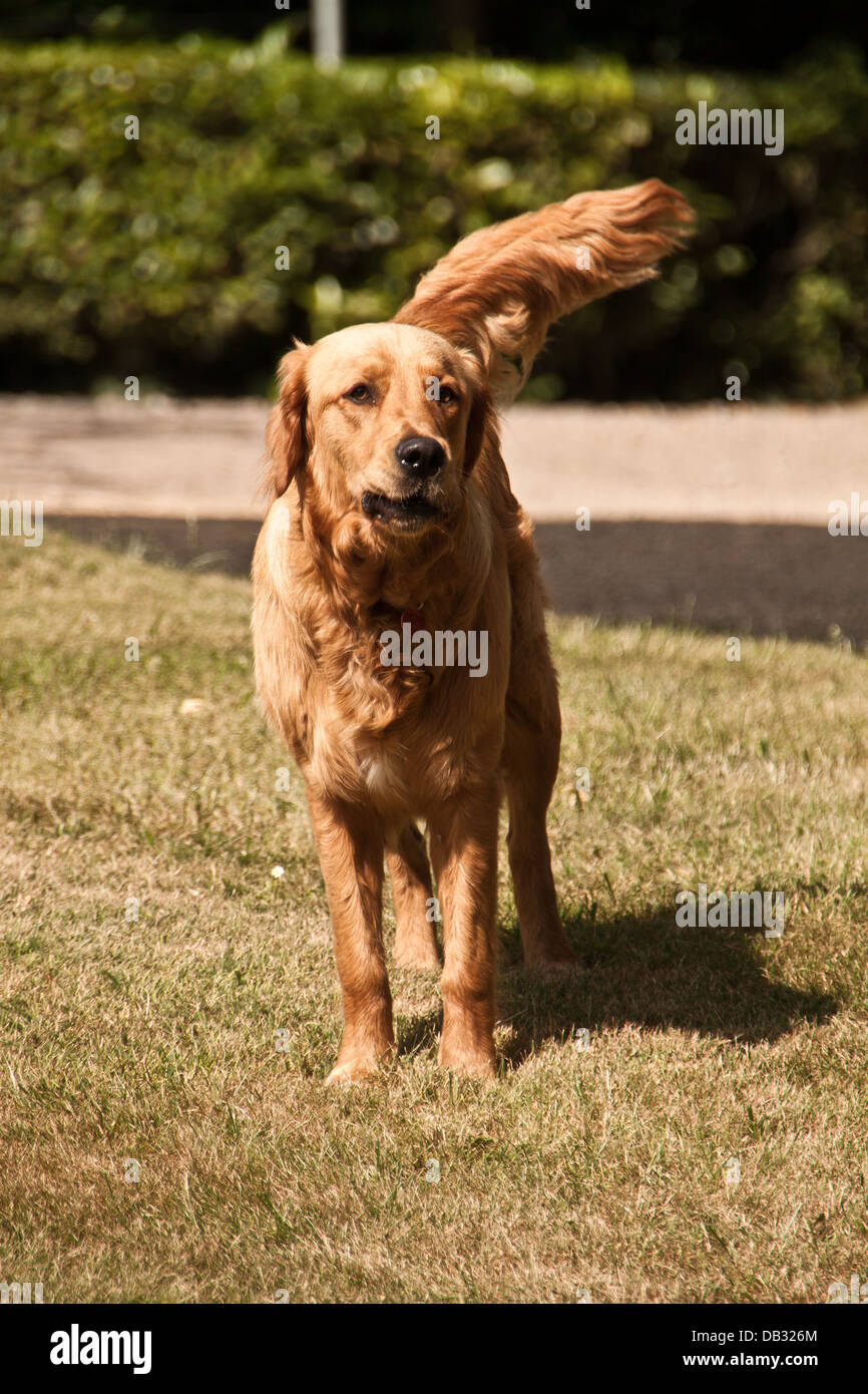 Neugieriger Hund - Golden Retriever. Stockfoto