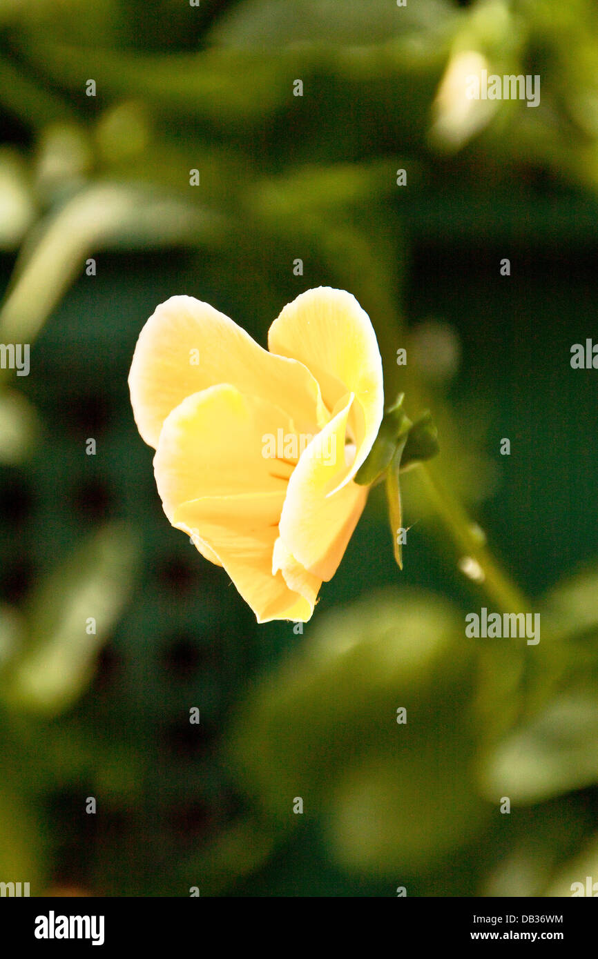Britische Wildblumen Stockfoto
