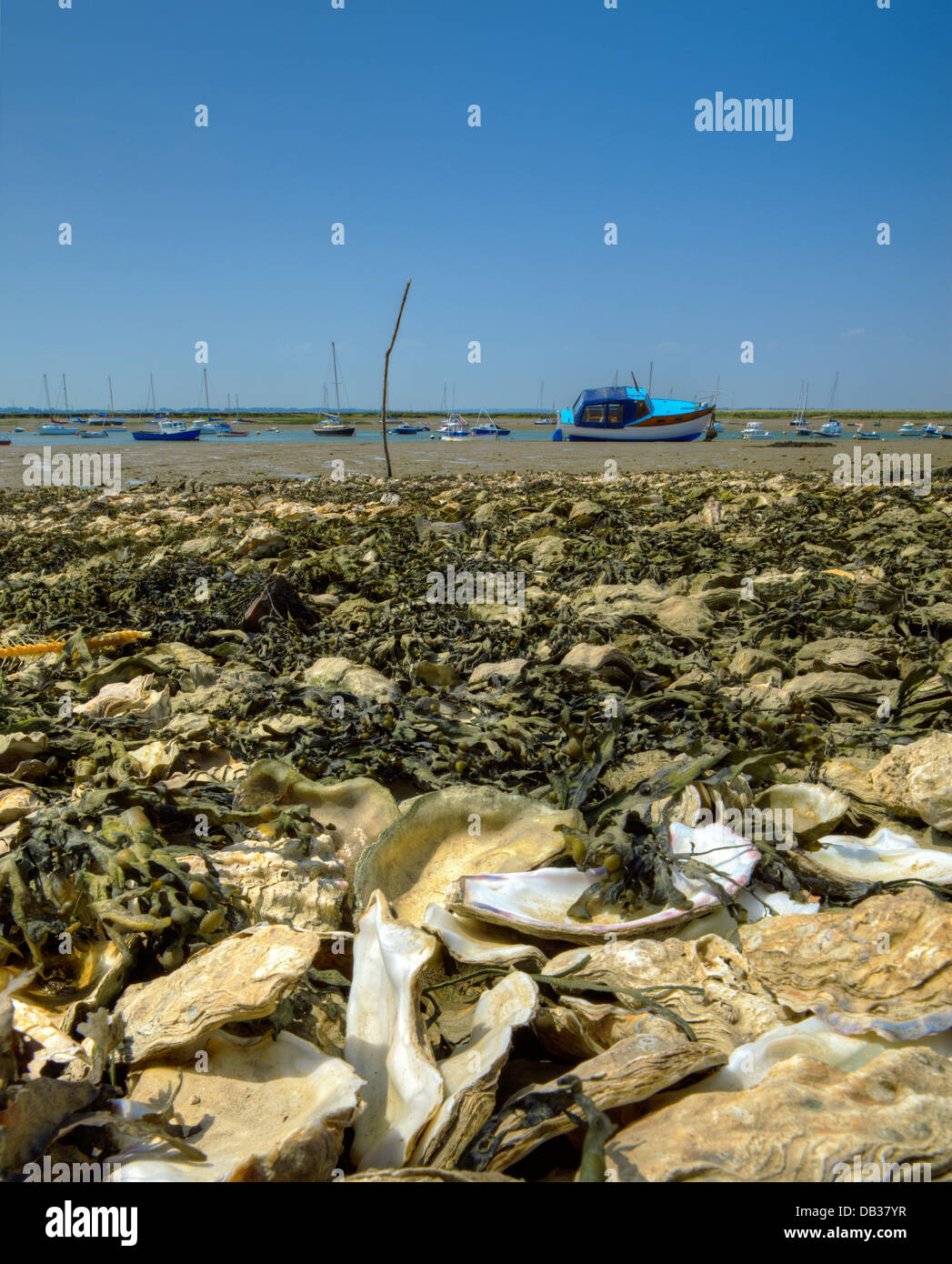 Ausrangierte Austernschalen bei West Mersea Island, Essex. Stockfoto