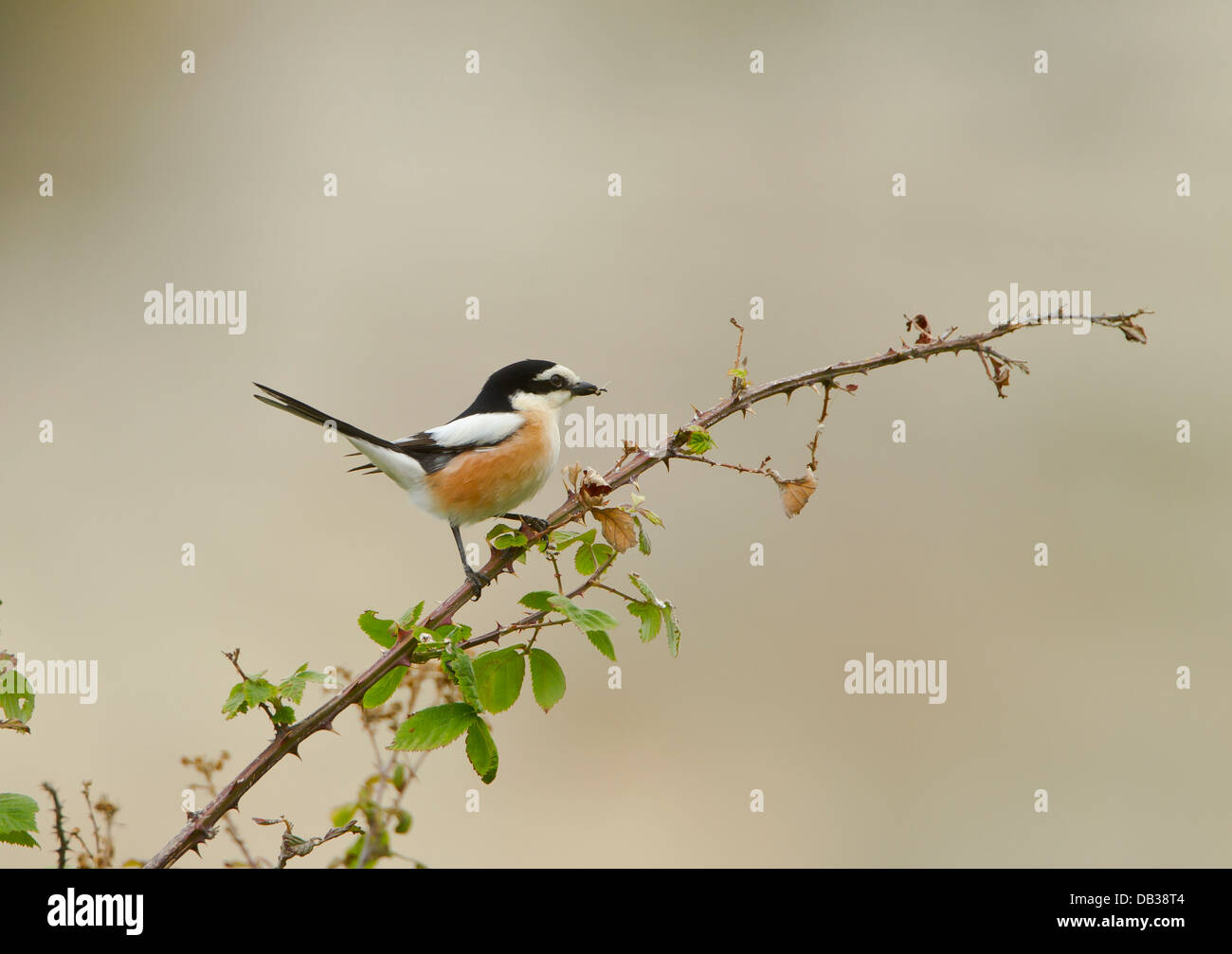 Maskierte Shrike Lanius Nubicus thront in Zypern April Stockfoto