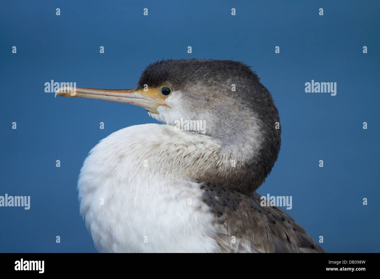 Trauerschnäpper Shag (Phalacrocorax Varius), Aramoana, Otago Harbour, Dunedin, Otago, Südinsel, Neuseeland Stockfoto