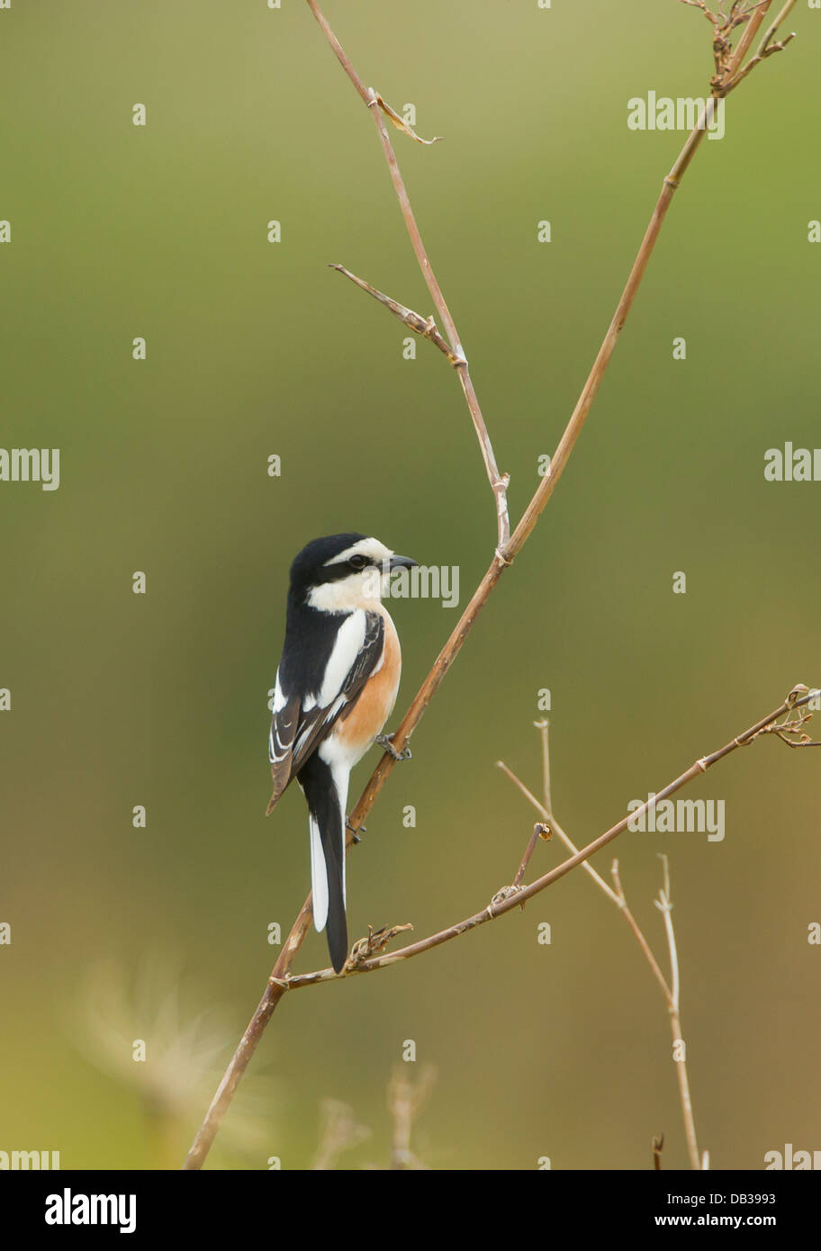 Maskierte Shrike Lanius Nubicus thront in Zypern April Stockfoto