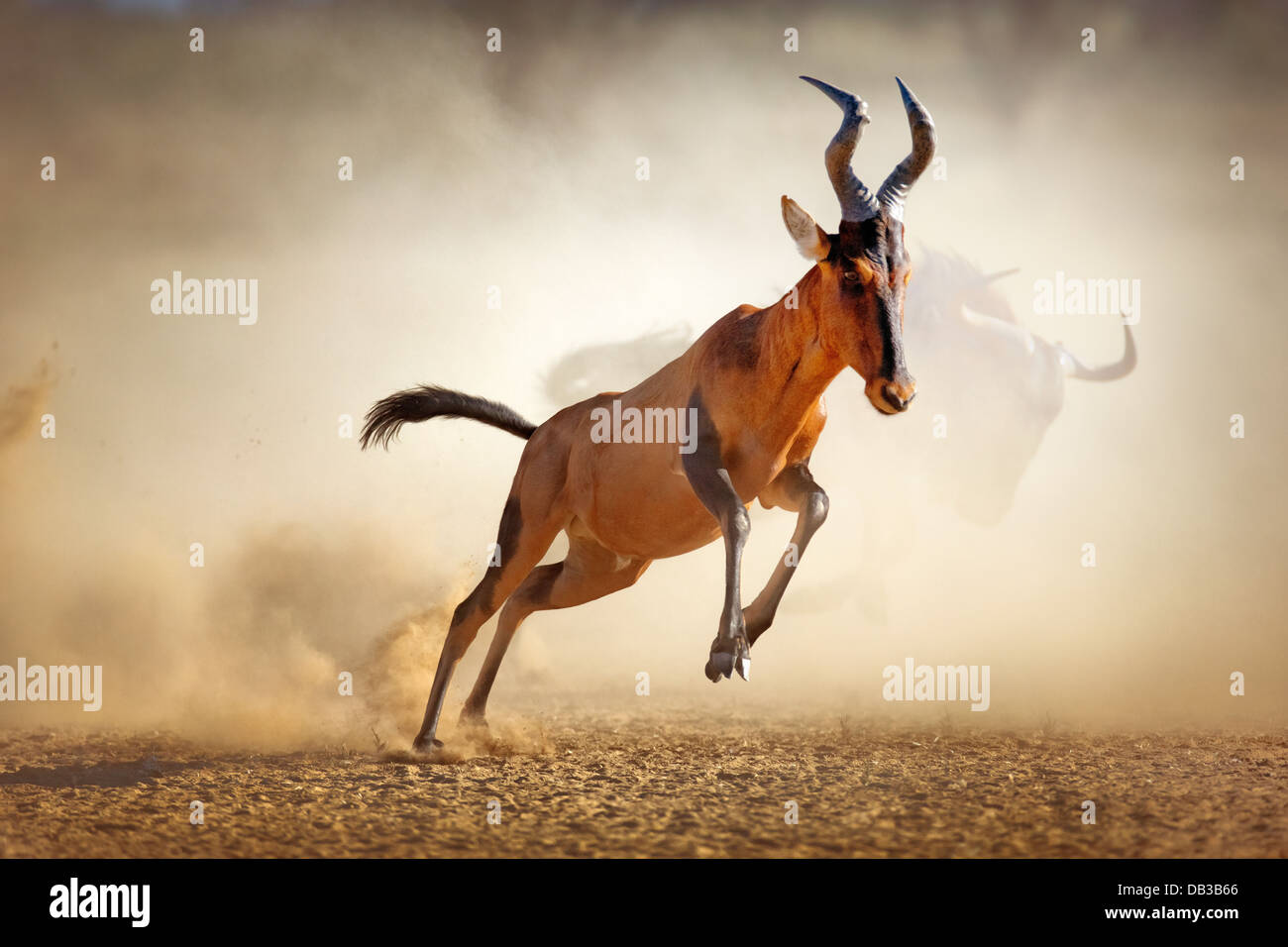 Kuhantilopen läuft in Staub - Alcelaphus Caama - Kalahari-Wüste - Südafrika Stockfoto