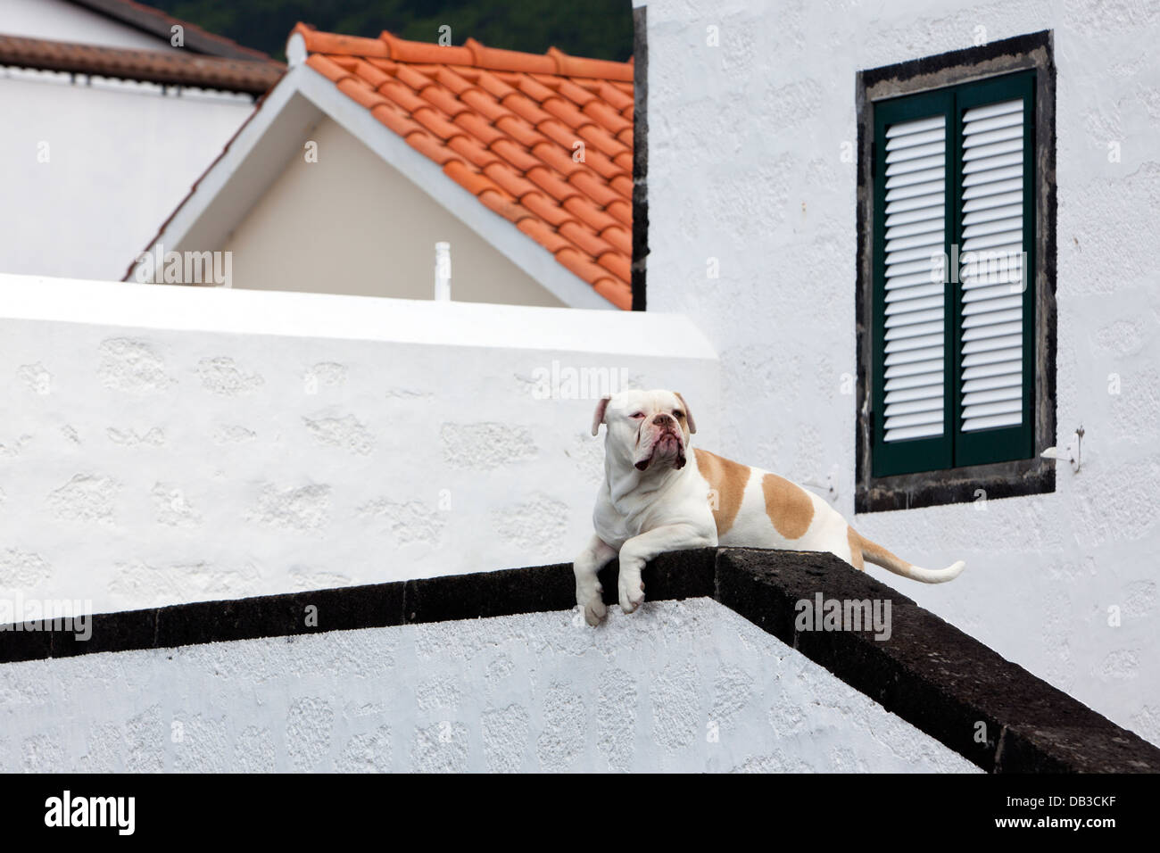 Aufmerksame Wachhund, vermutlich ein Mastiff-Rasse, Bewachung einen Hauseingang. Stockfoto