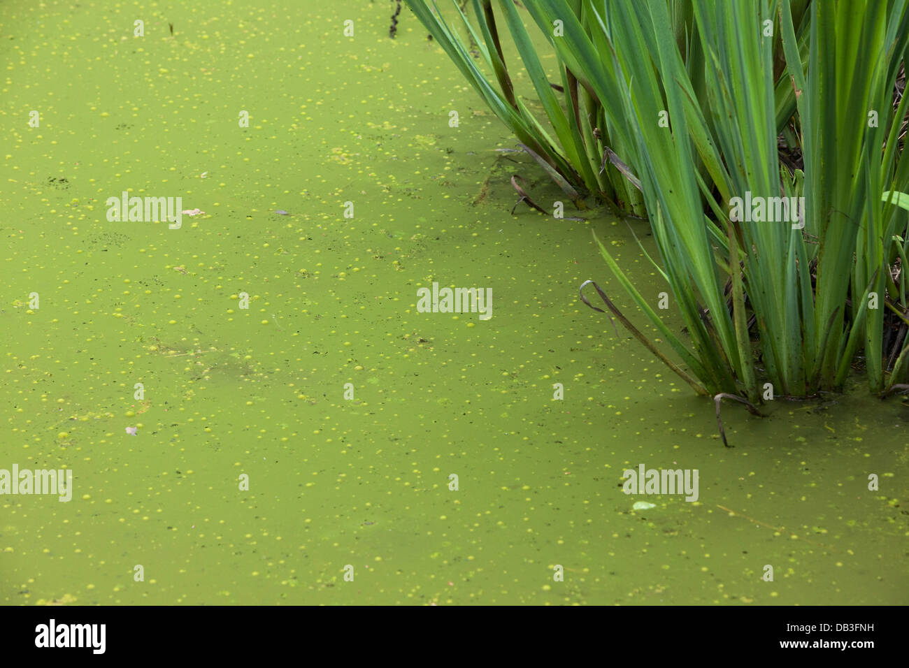 Algal bloom Fotos und Bildmaterial in hoher Auflösung Alamy