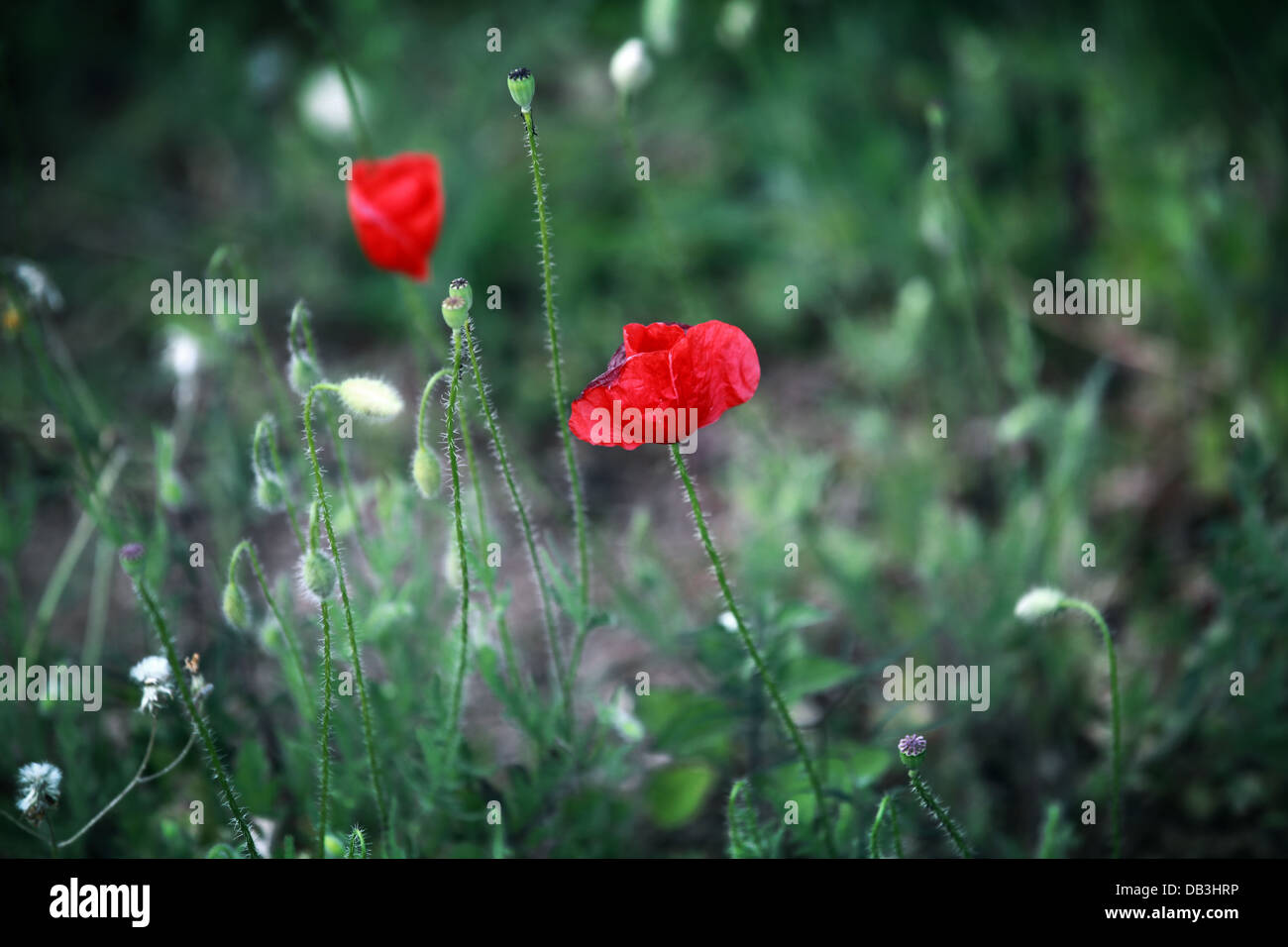 Wilde leuchtend roter Mohn Blumen Stockfoto