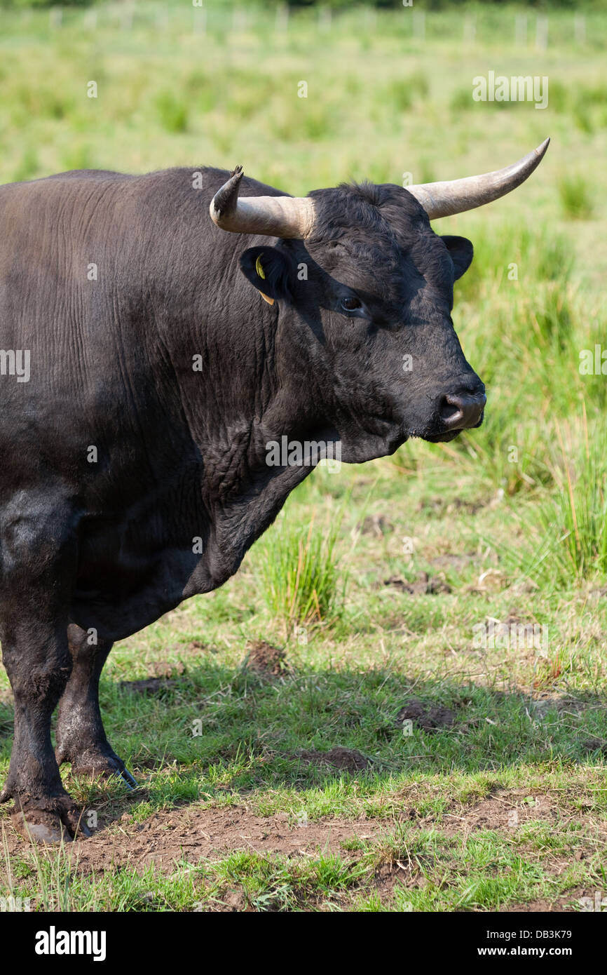 Welsh Black Rinder (Bos Taurus). Bull. Eine gutmütige Rasse-nicht alle Bullen müssen in der Nase beringt werden. Stockfoto