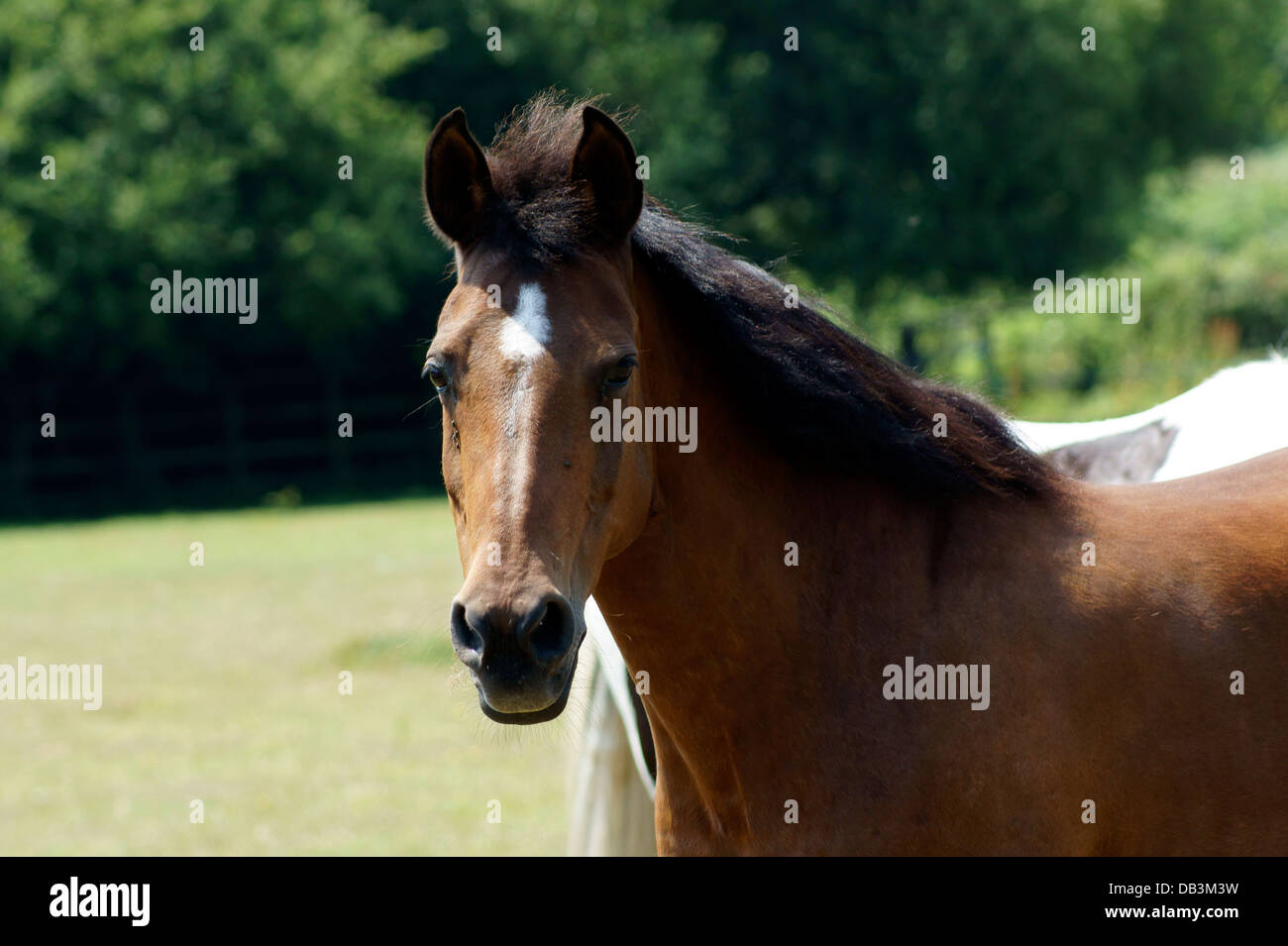 PFERD Stockfoto