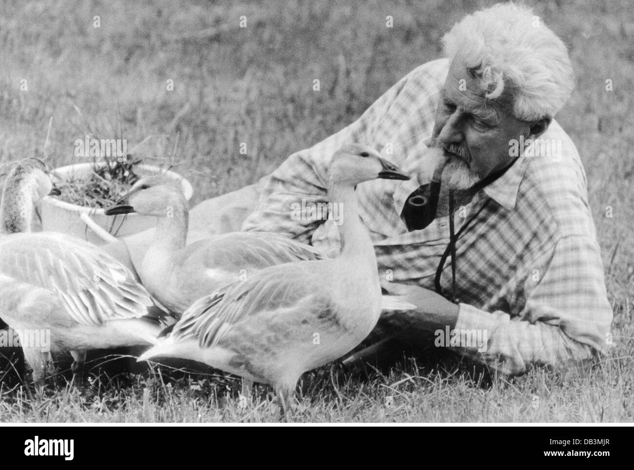 Lorenz, Konrad, Dr., 7.11.1903 - 27.2.1989, österreichischer Zoologe, halbe Länge, mit drei von Hand aufgezwungenen Schneegosen, Seewiesen, 1960er Jahre, Stockfoto