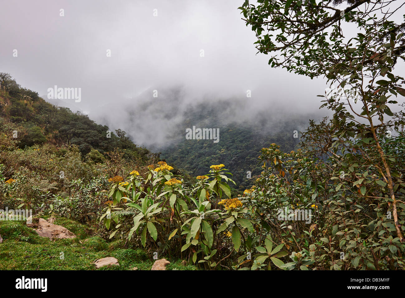 Nebelwald von La Sibirien, Bolivien, Südamerika Stockfoto