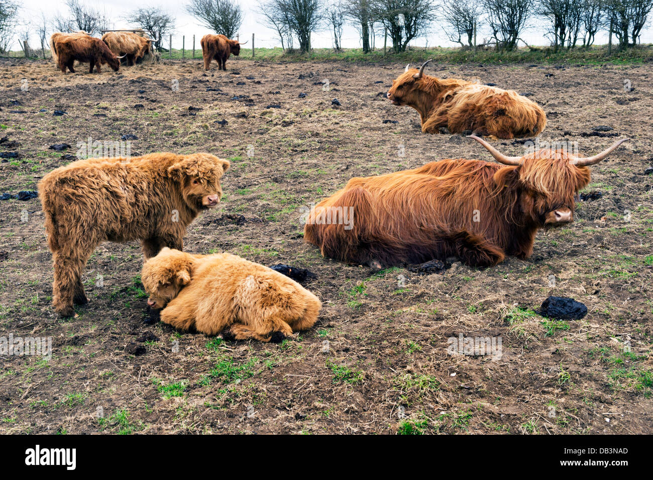 Highland Kühe und Kälber grasen in den Yorkshire Wolds, East Riding von Yorkshire, Großbritannien Stockfoto