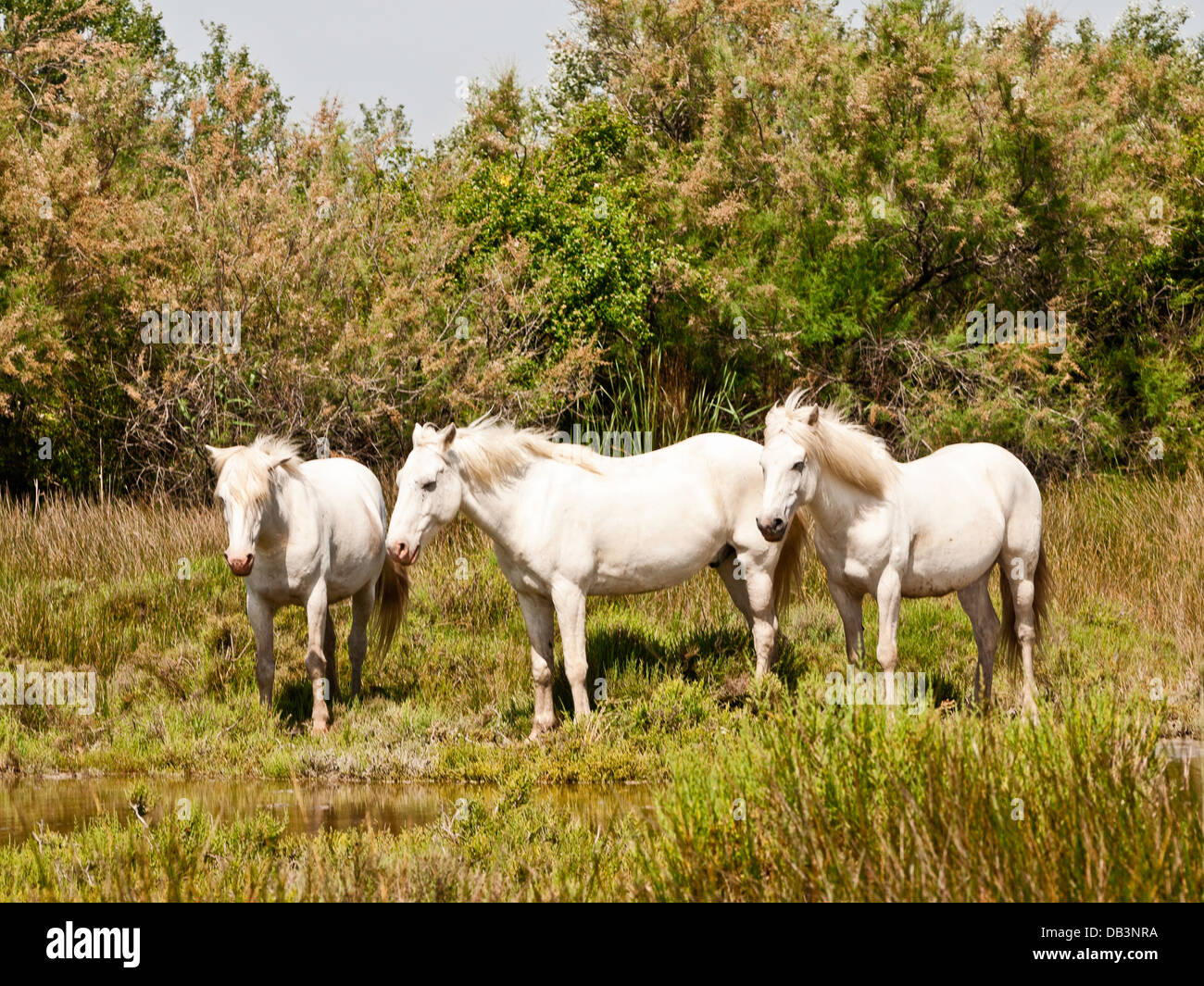 Weiße Pferde im Nationalpark Camargue, Frankreich Stockfoto