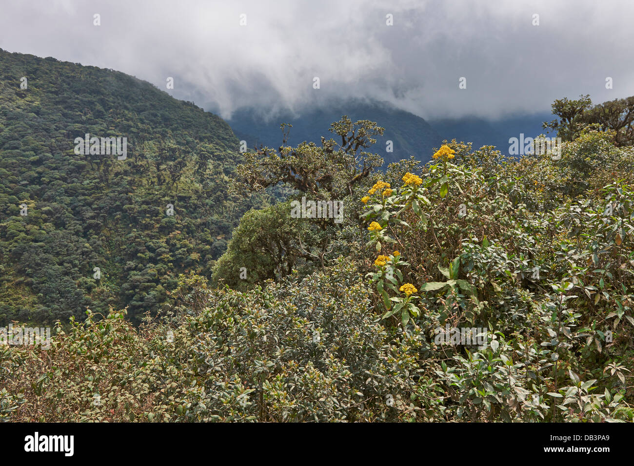 Nebelwald von La Sibirien, Bolivien, Südamerika Stockfoto