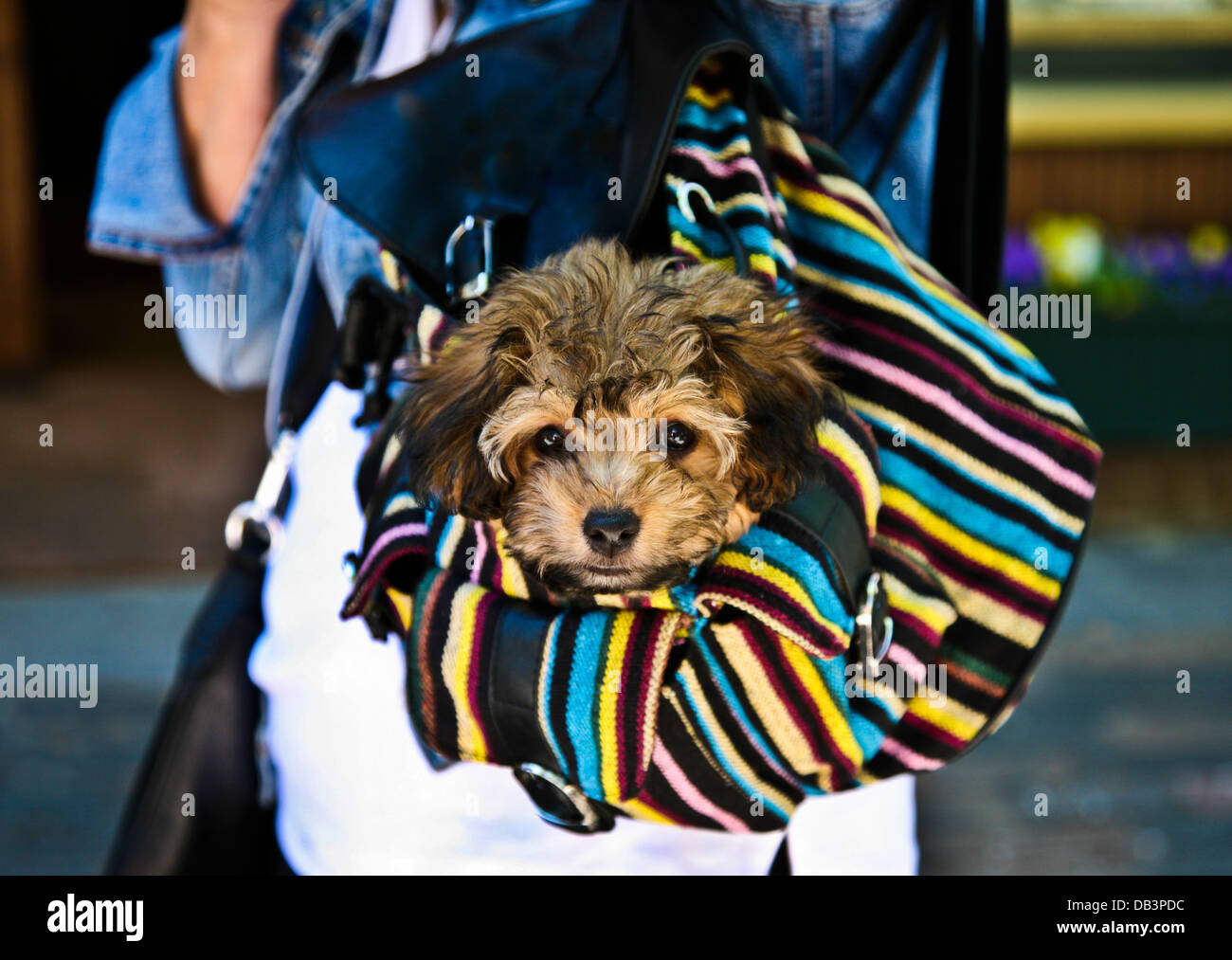 Nahaufnahme niedlich Yorkshire Terrier Welpe in einer Reisetasche oder Handtasche, Aspen, Colorado, USA, US, Lustige Tiere isoliert Haustiere Stockfoto