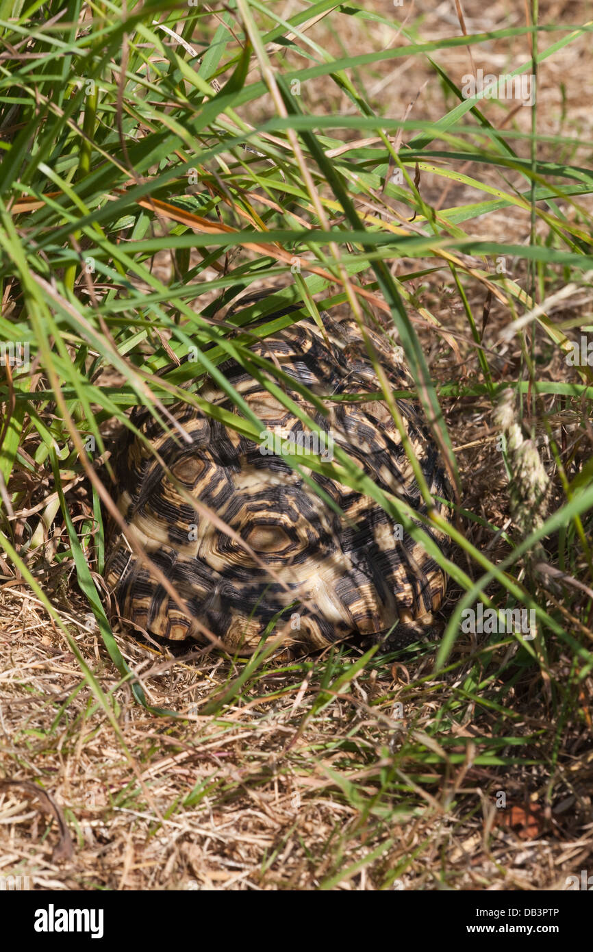 Pantherschildkröte (Geochelone Pardalis). Zur Veranschaulichung wie kryptischen Carapax Markierungen helfen, Bremse, Gliederung des Tieres gegen grass Stockfoto
