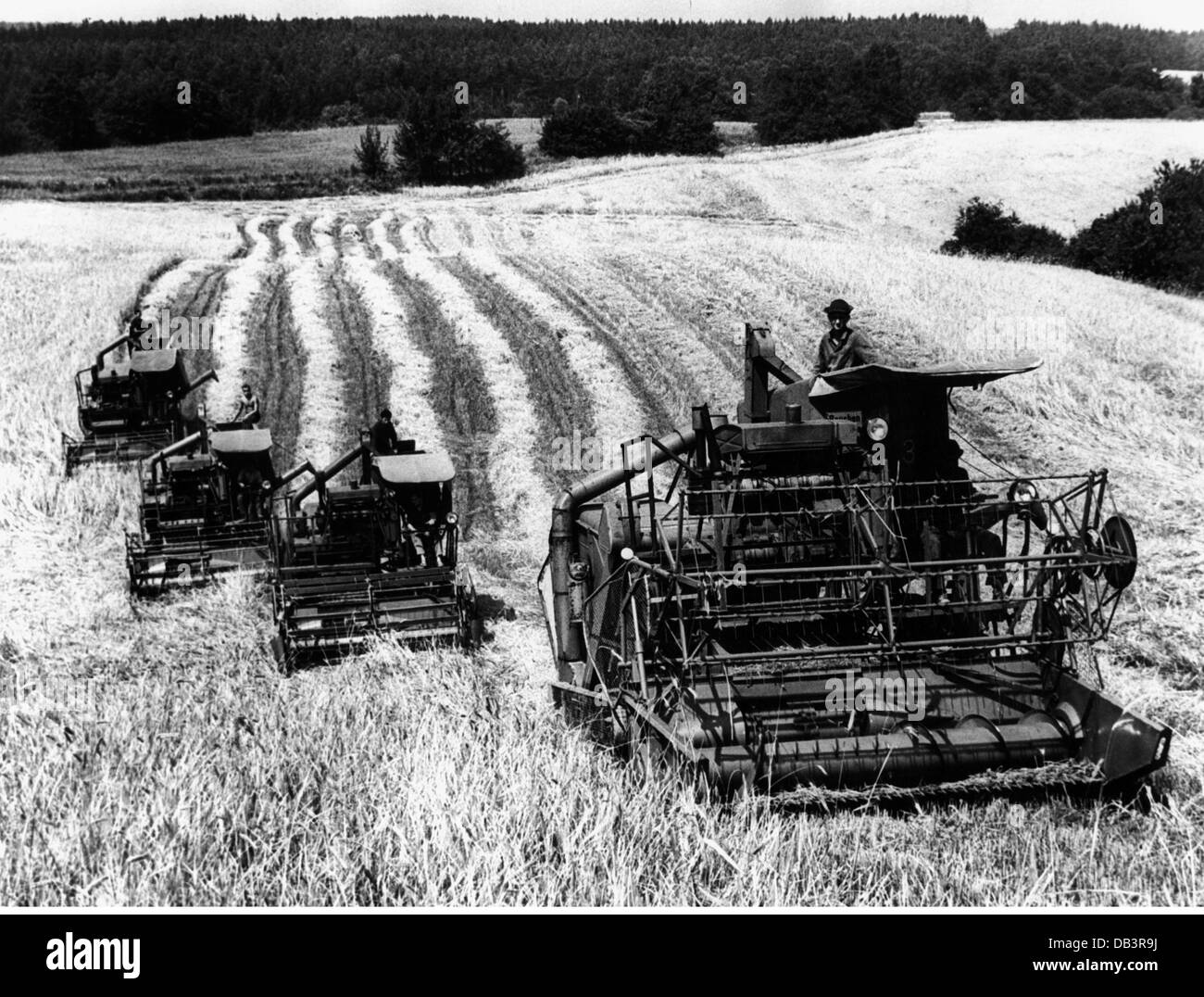 Landwirtschaft, Bauernhof Arbeit, Ernte, ernten Winterweizen mit