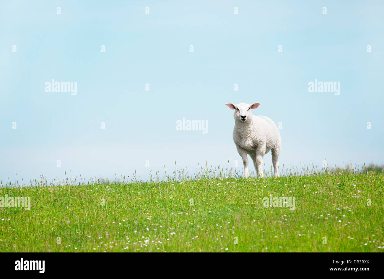ein weißes Schaf stehend auf dem Deich und in die Kamera schaut Stockfoto