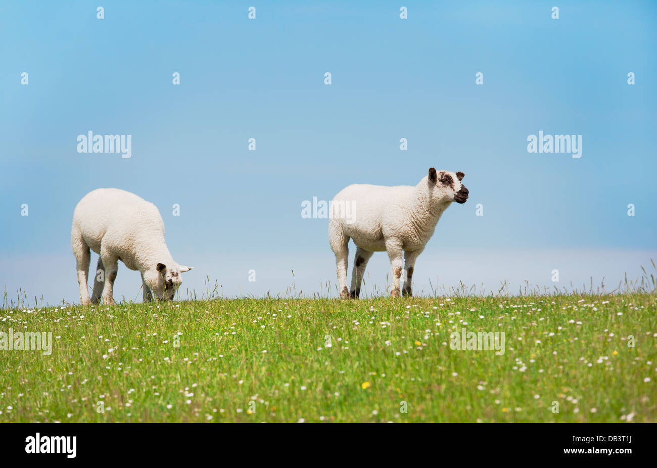 zwei Schafe stehen auf dem Deich, auf Hintergrund blauer Himmel Stockfoto