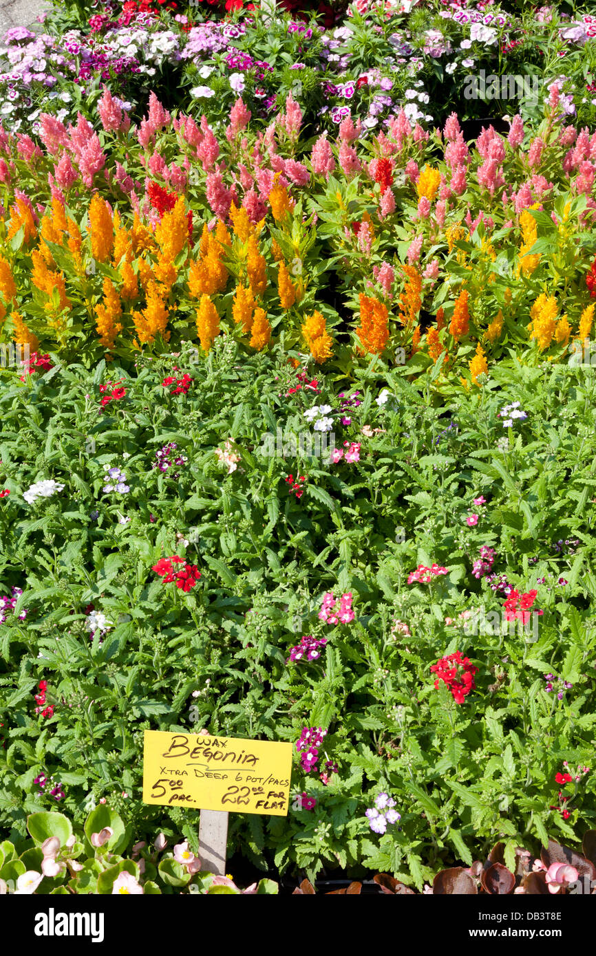 Pflanzen und Blumen für den Verkauf auf Union Square Greenmarket, New York City Stockfoto