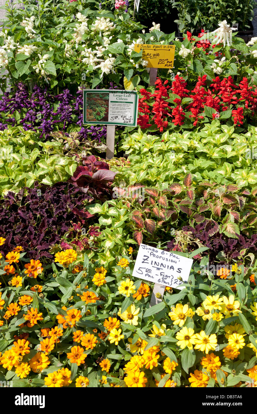 Pflanzen und Blumen für den Verkauf auf Union Square greenmarket Stockfoto