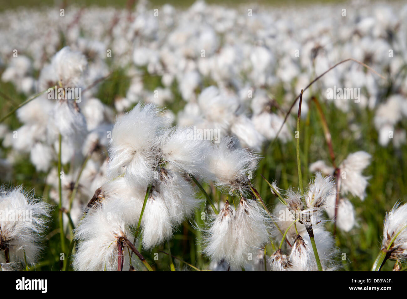 Wollgras; Wollgras Angustfolium; Shetland; UK Stockfoto