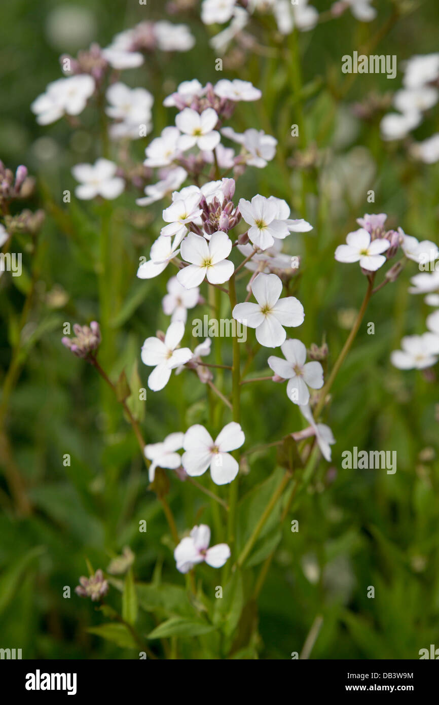 Dames violett; Hesperis Matronalis; Shetland; UK Stockfoto