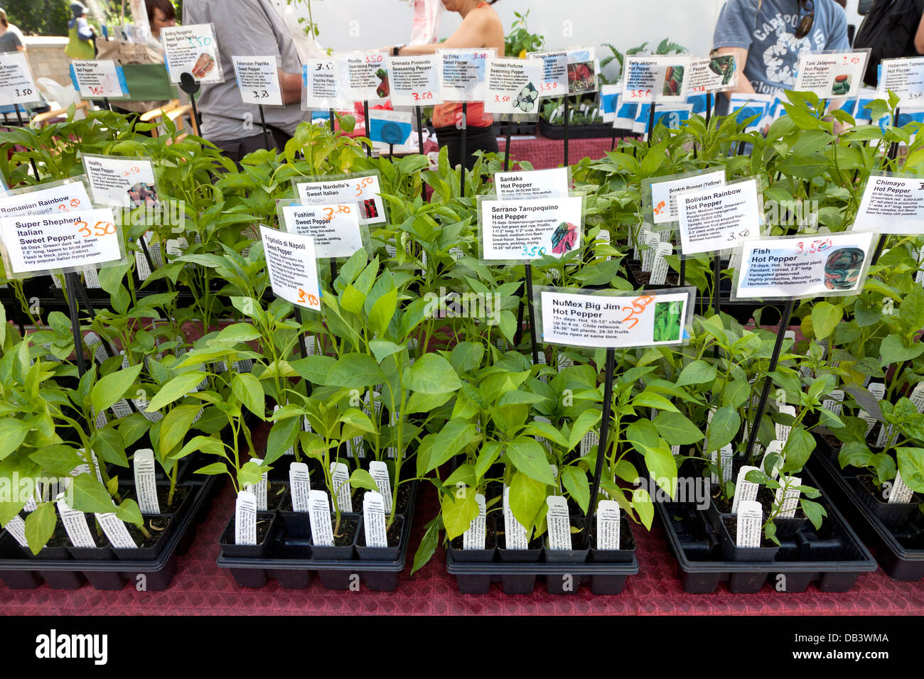 Kräuter für den Verkauf auf Union Square Greenmarket, New York City Stockfoto