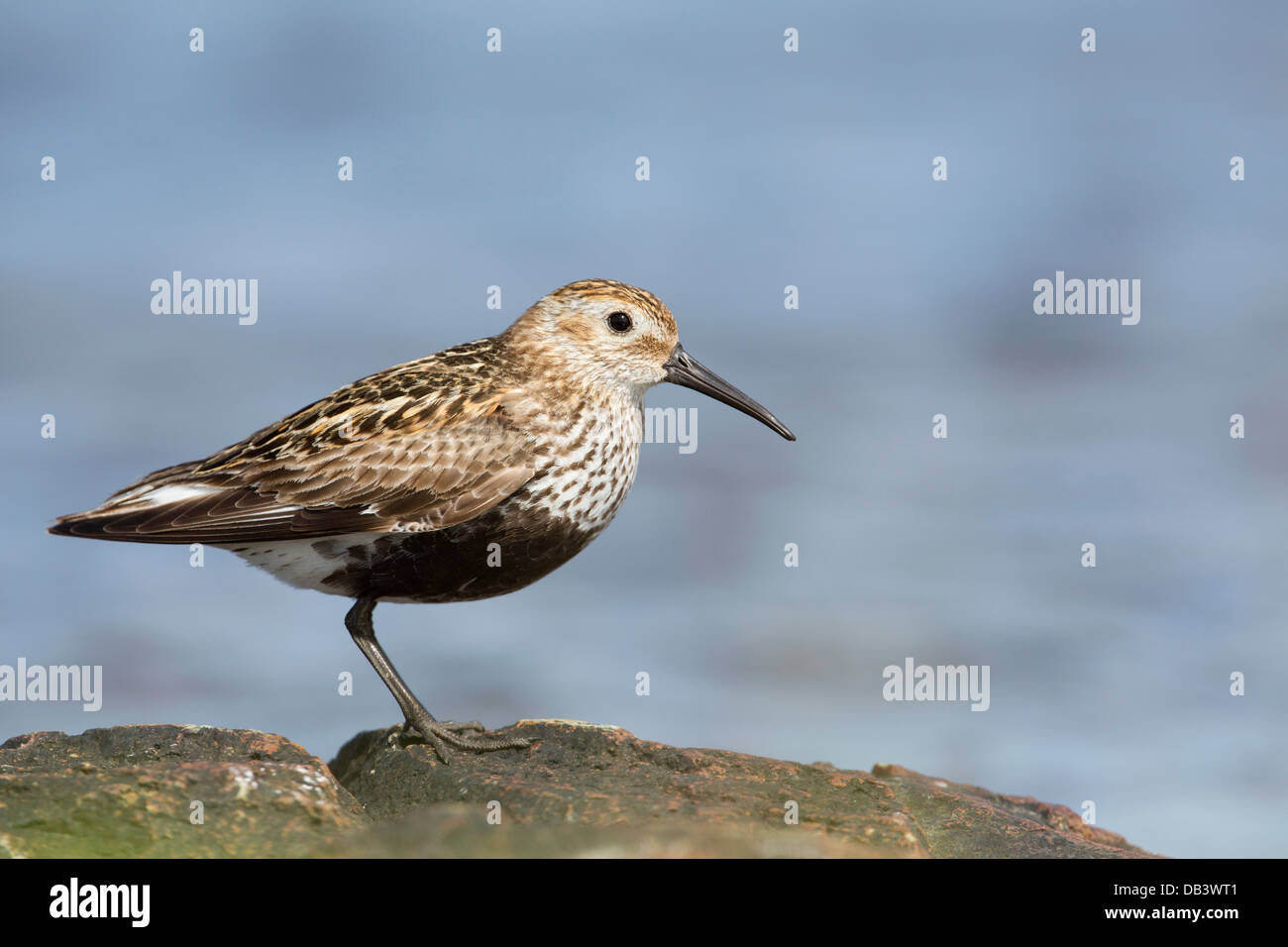 Dunlin; Calidris Alpina; Sommer Gefieder; UK Stockfoto