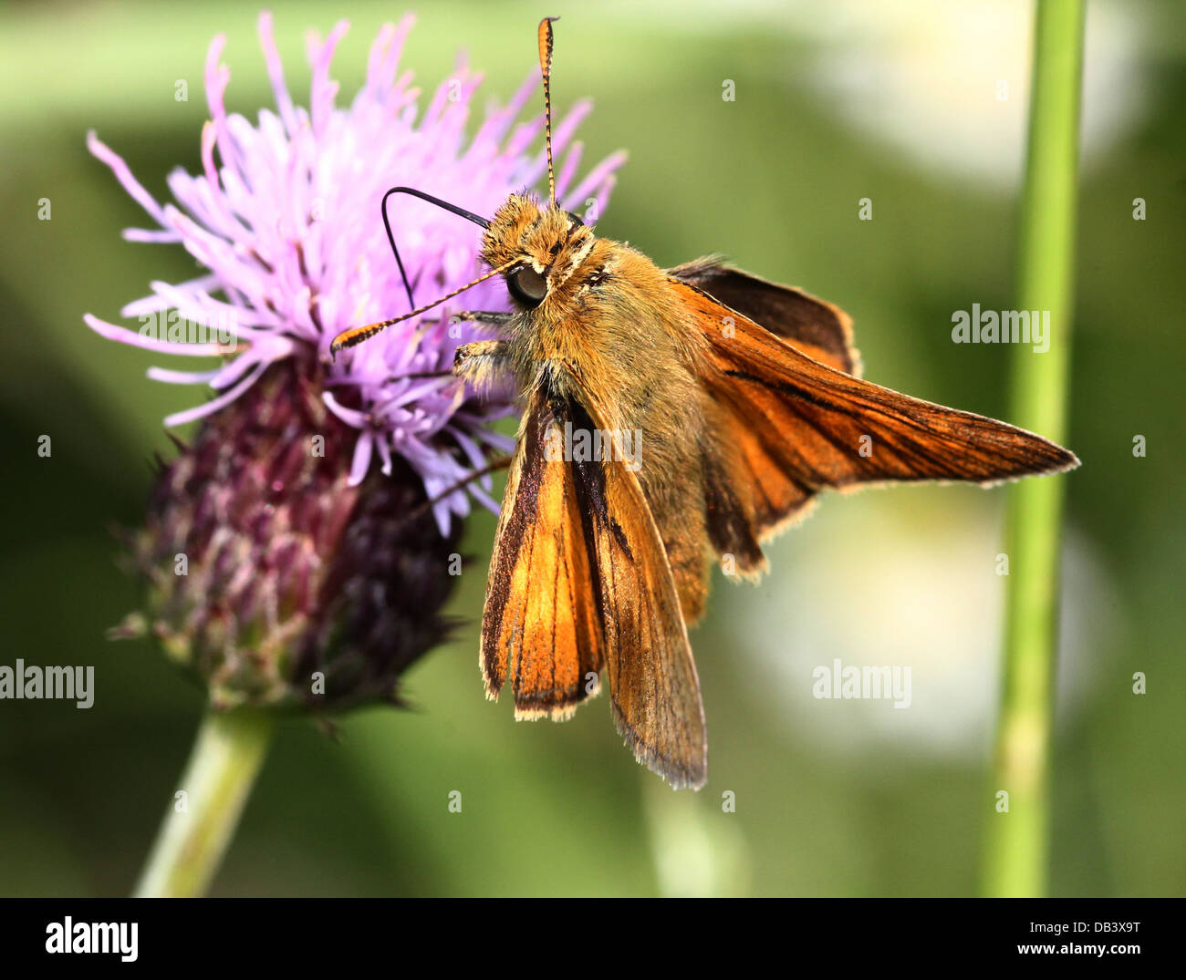 Makro Nahaufnahme eines männlichen großen Skipper Schmetterlings (Ochlodes Sylvanus) auf Nahrungssuche auf einer Distel Blume Stockfoto