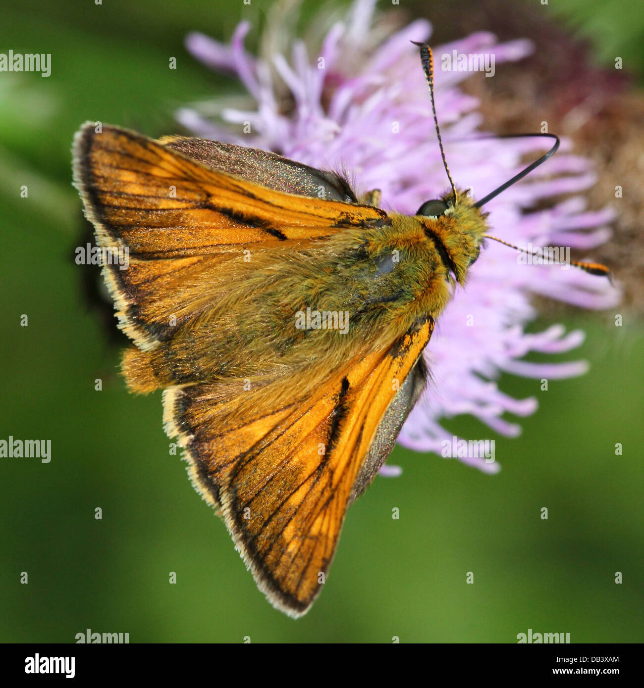 Extreme Makro Nahaufnahme eines männlichen großen Skipper Schmetterlings (Ochlodes Sylvanus) auf Nahrungssuche auf einer Distel Blume Stockfoto