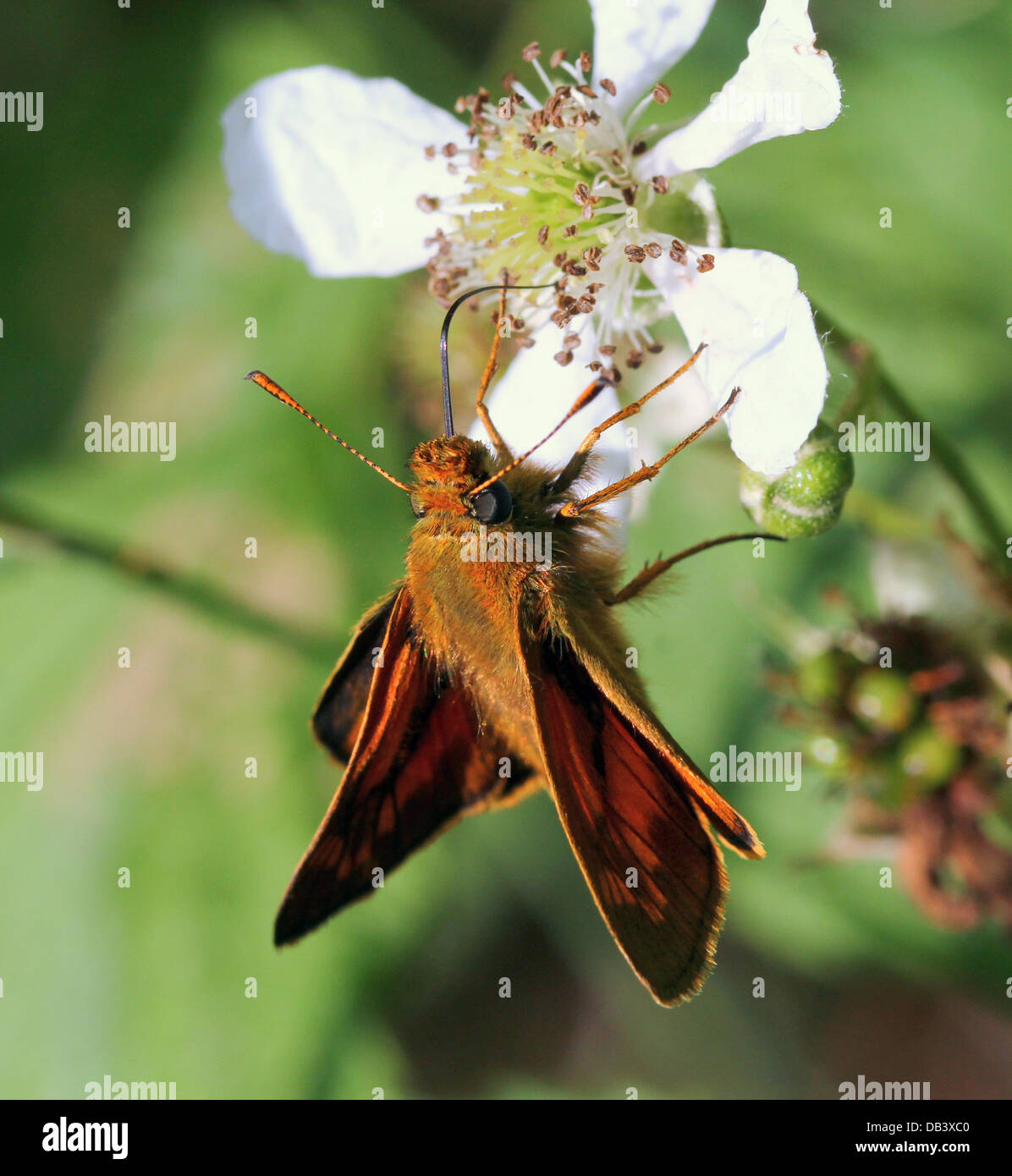 Makro Nahaufnahme von bräunlich große Skipper Butterfly (Ochlodes Sylvanus) Stockfoto