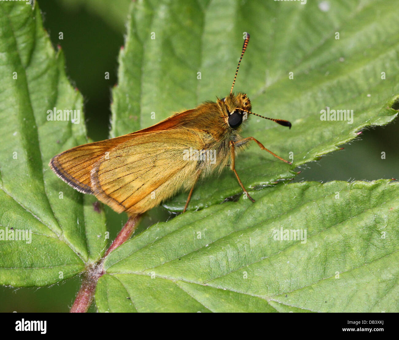 Makro Nahaufnahme von bräunlich große Skipper Butterfly (Ochlodes Sylvanus) Stockfoto