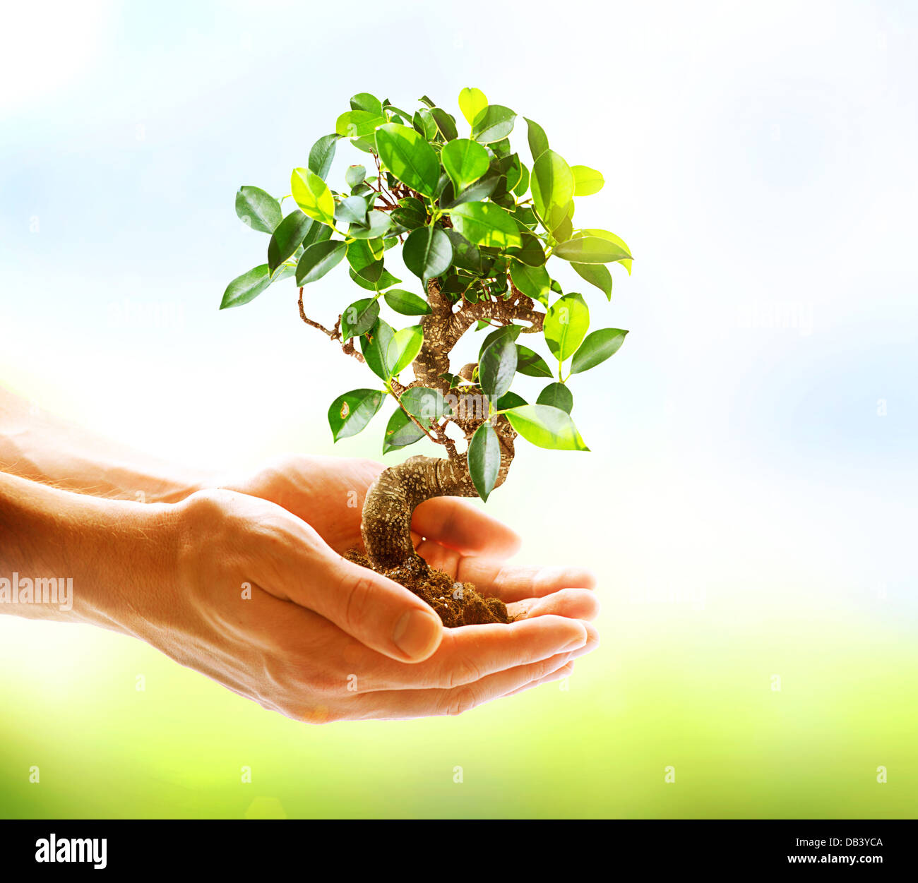 Menschliche Hände halten Grünpflanze über Natur Hintergrund Stockfoto