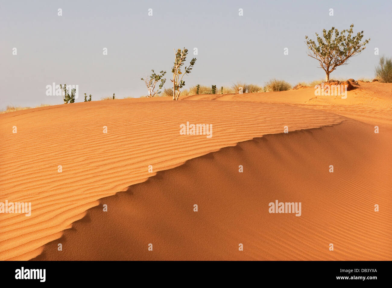 Sanddüne in der Wüste Sahara. NE Mali, Westafrika Stockfoto