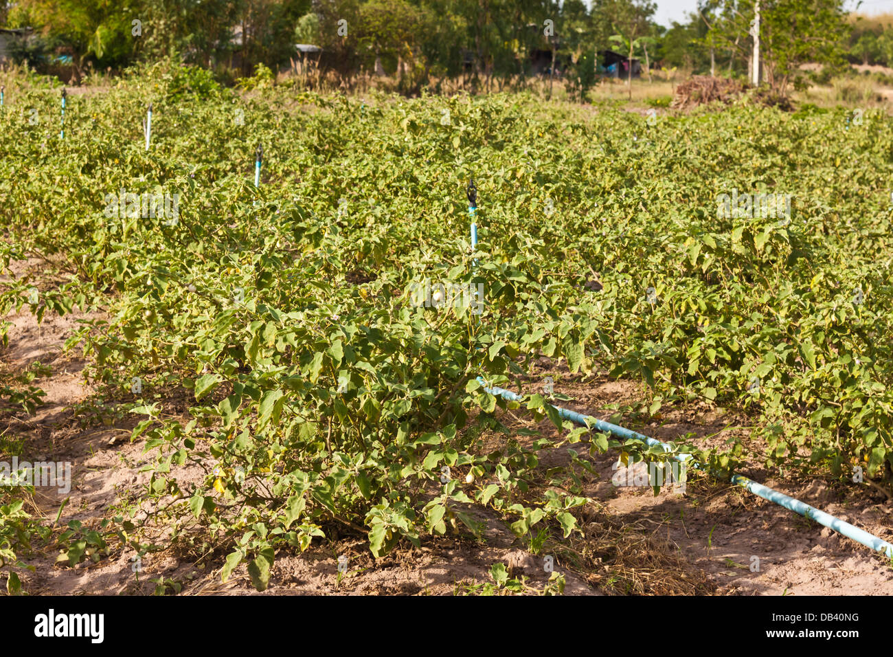 Moderne Landwirtschaft Stockfoto