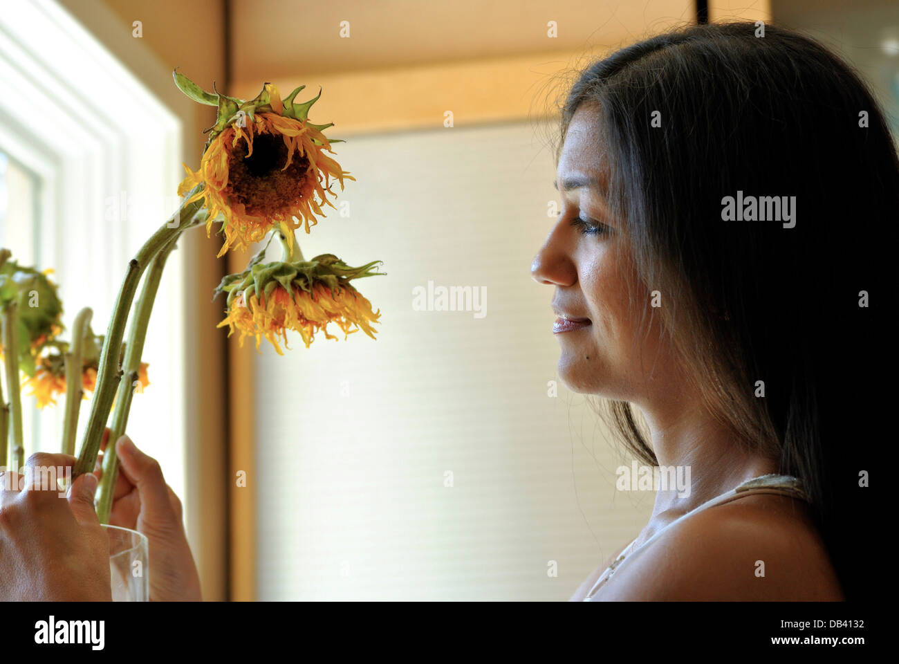 eine schöne junge Frau, die Prüfung ihrer Sonnenblumen Stockfoto