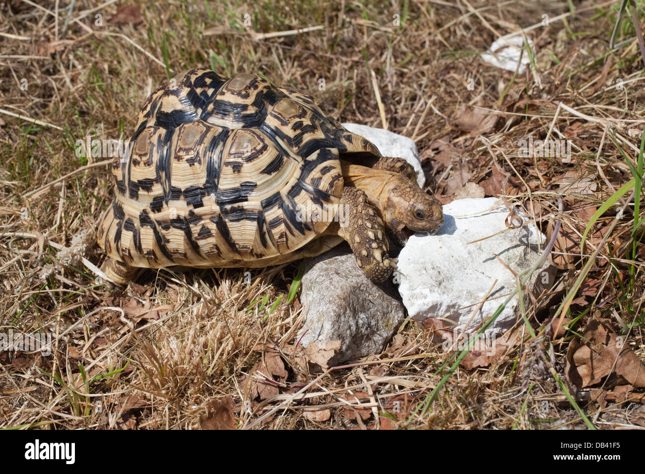 Pantherschildkröte (Geochelone Pardalis). Raspeln und Consuminging Blöcken aus Kalkstein um Bedarf an Kalzium zu decken. Stockfoto