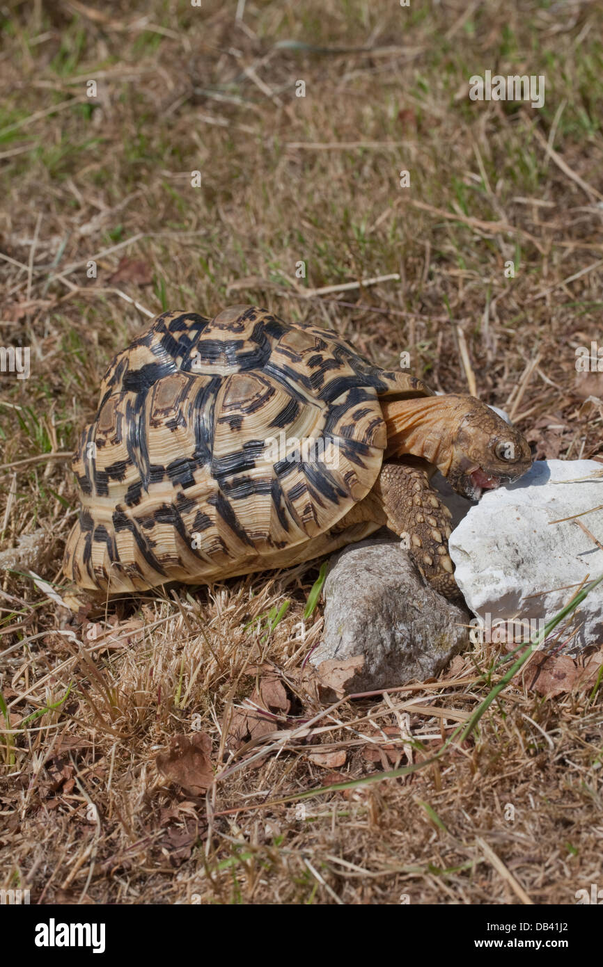 Pantherschildkröte (Geochelone Pardalis). Raspeln und Consuminging Blöcken aus Kalkstein um Bedarf an Kalzium zu decken. Stockfoto
