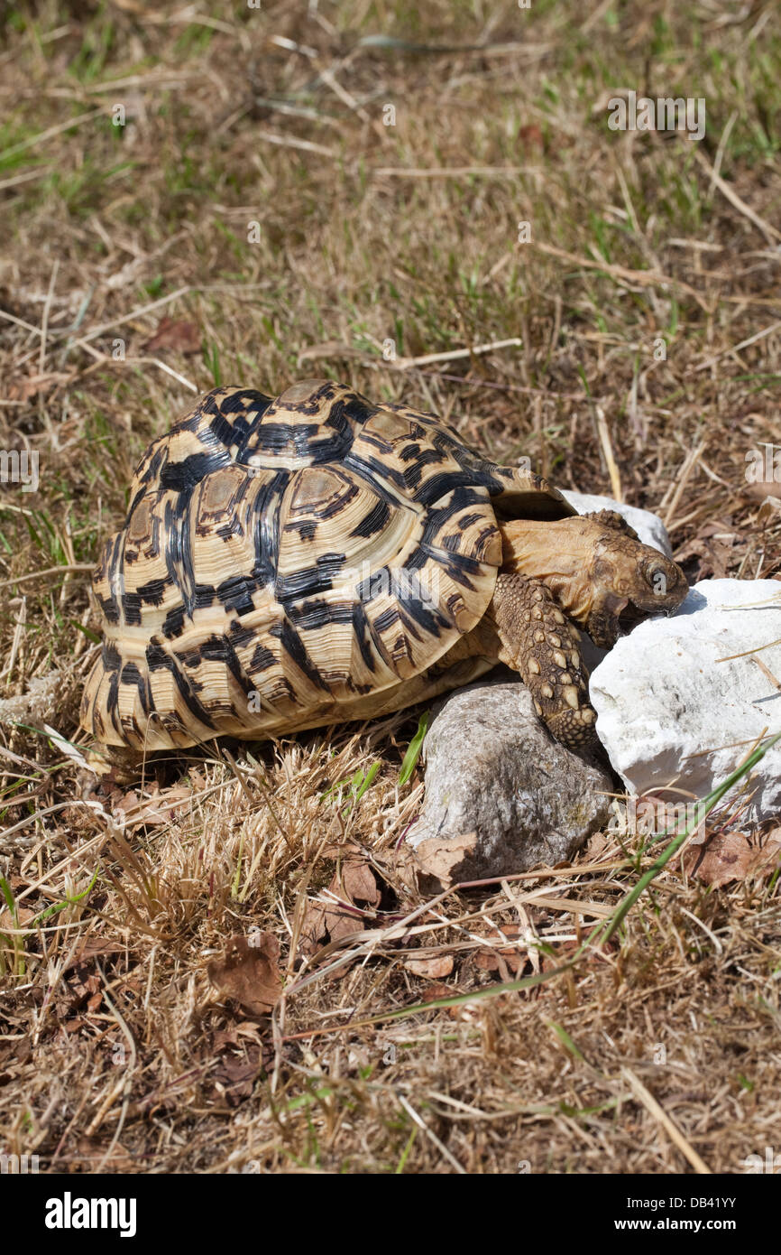 Pantherschildkröte (Geochelone Pardalis). Raspeln und Consuminging Blöcken aus Kalkstein um Bedarf an Kalzium zu decken. Stockfoto
