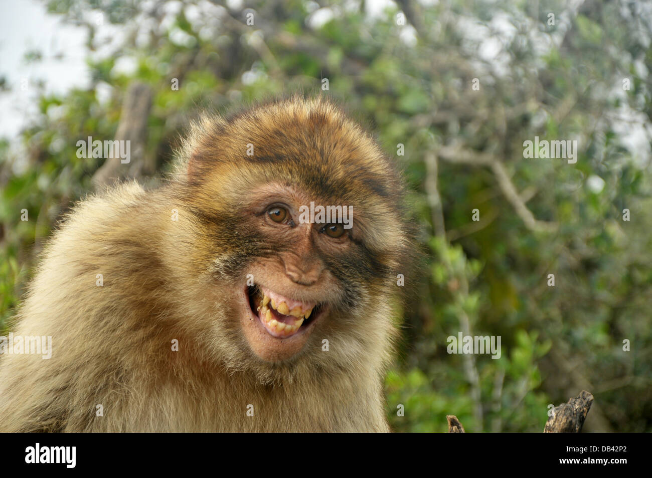 Porträt einer lachenden Barbary Affe befindet sich auf dem oberen Felsen Gibraltar. Stockfoto