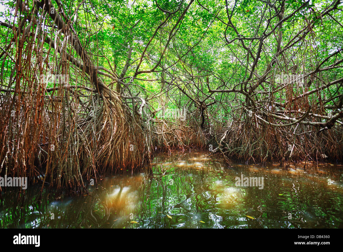 Dickicht der Mangroven in der Gezeitenzone. Sri Lanka, Bentota Stockfoto