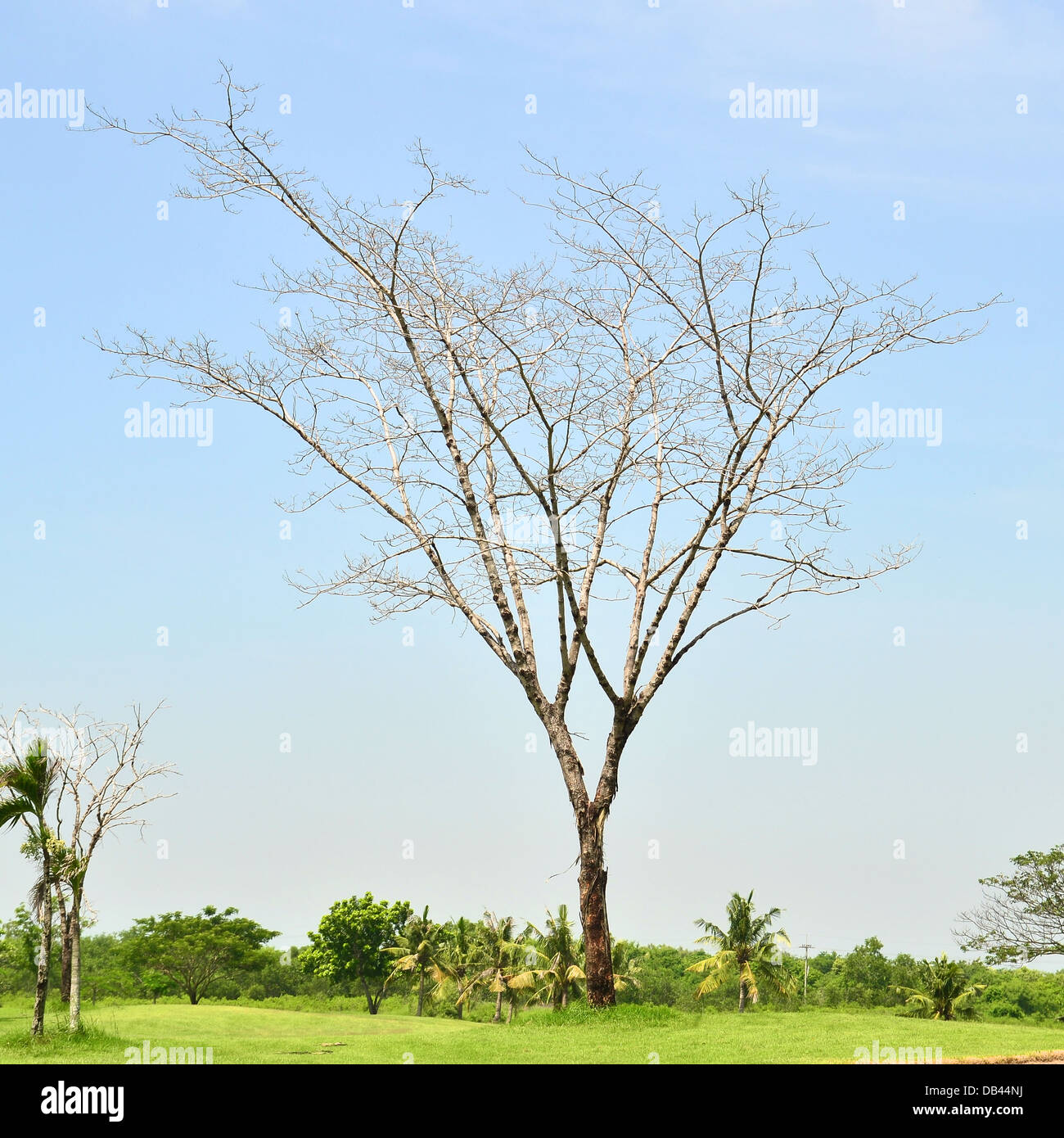 Tod-Baum Stockfoto