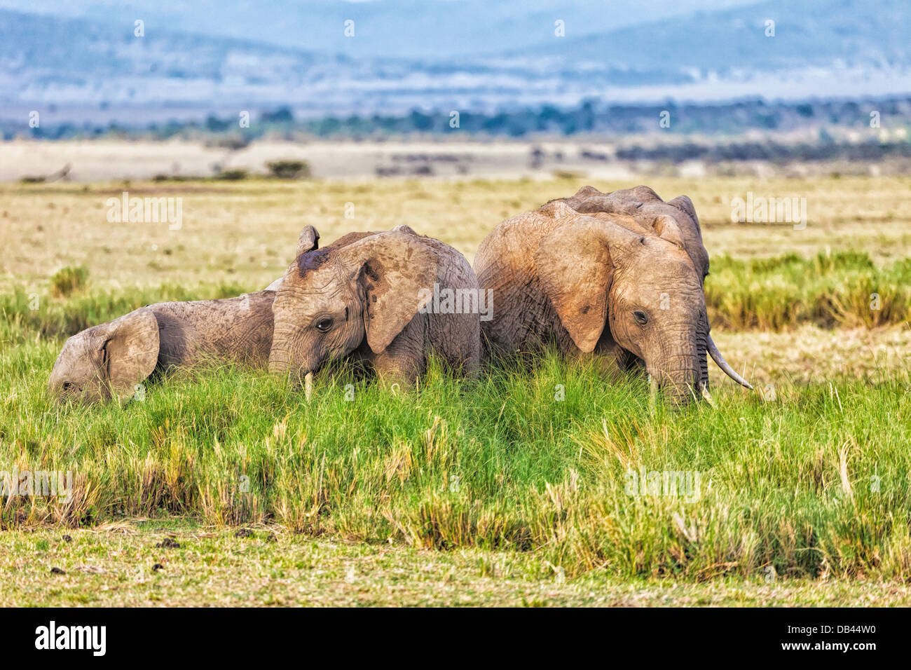 Elefanten Familie gehen zusammen auf das Naturschutzgebiet Masai Mara in Kenia, Afrika Stockfoto