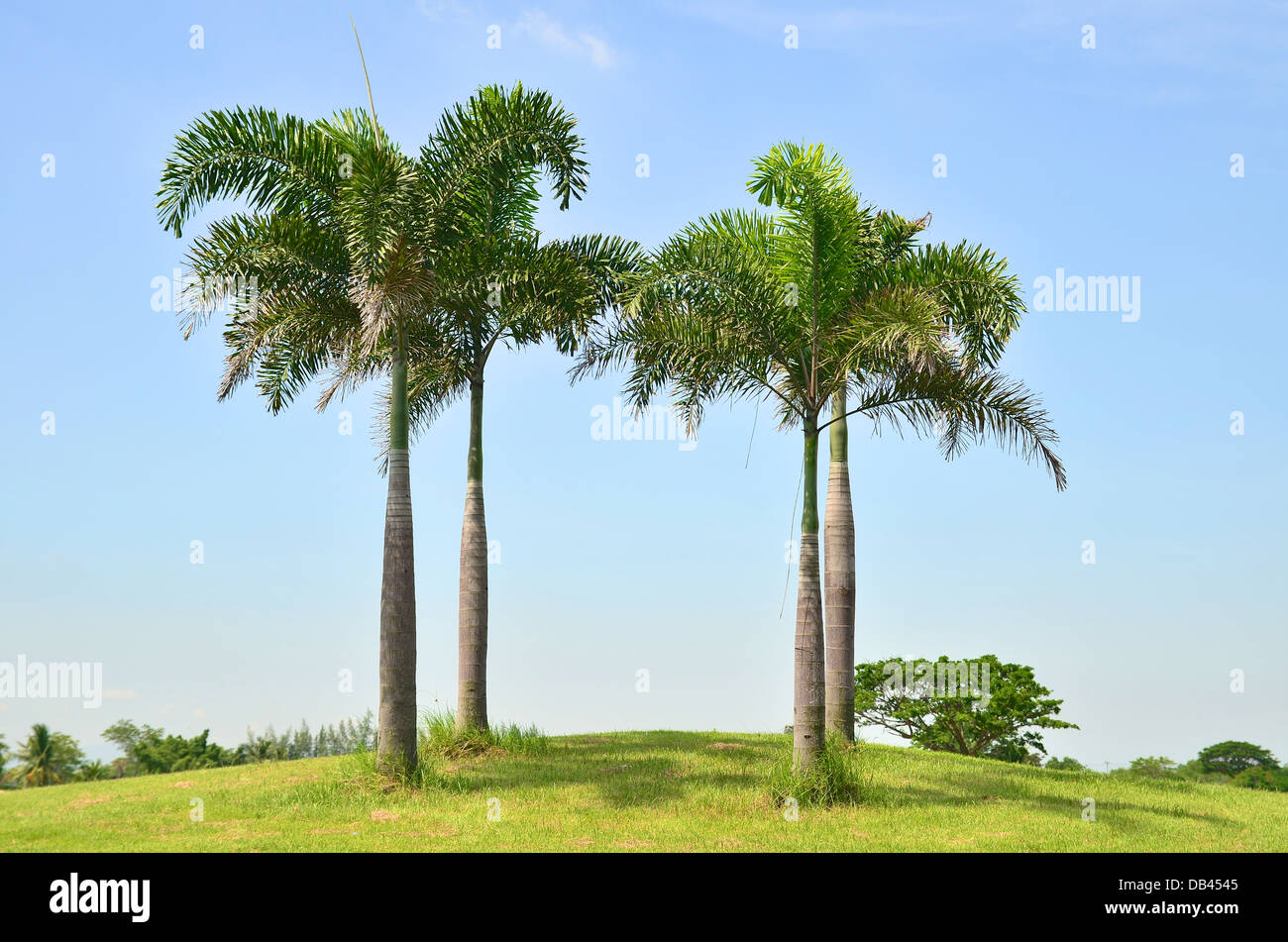 Royal Palm Tree Stockfoto